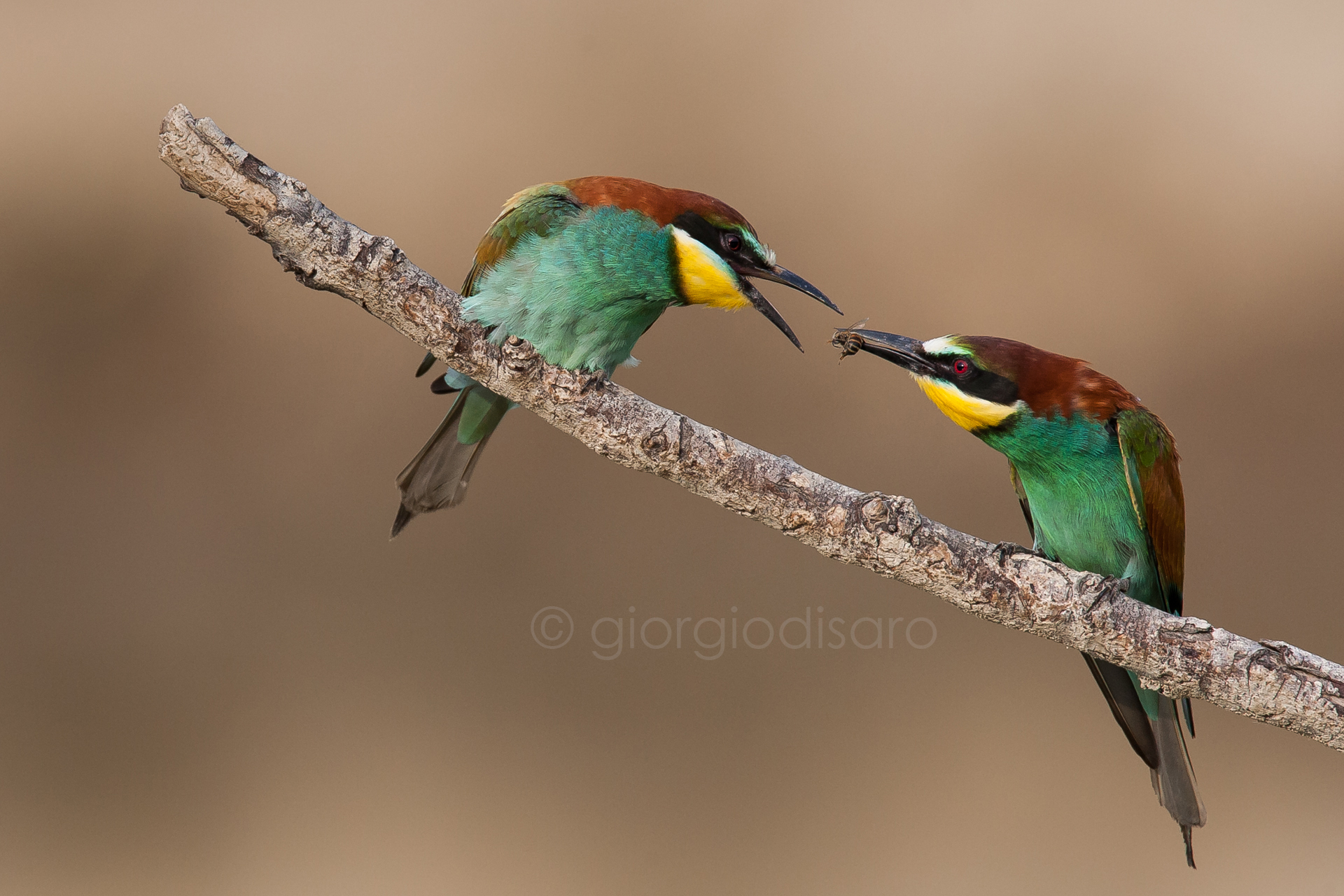 if you give a thing to me ...