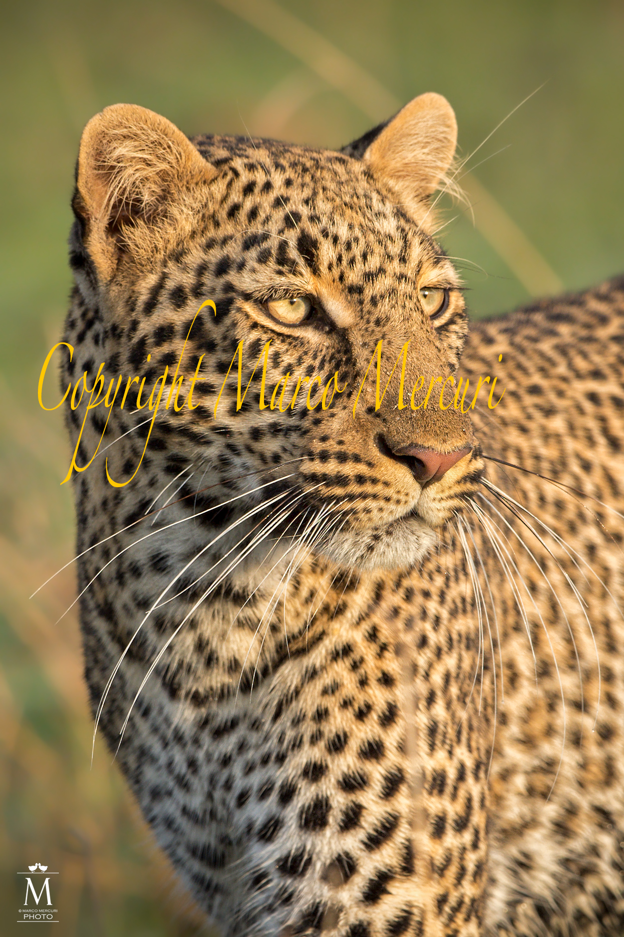 Il Leopardo con l'Oro negli Occhi!!!