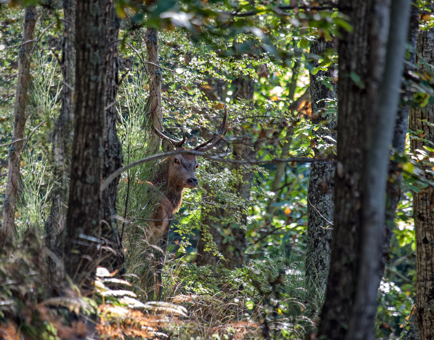 Male of the Casentino Forests