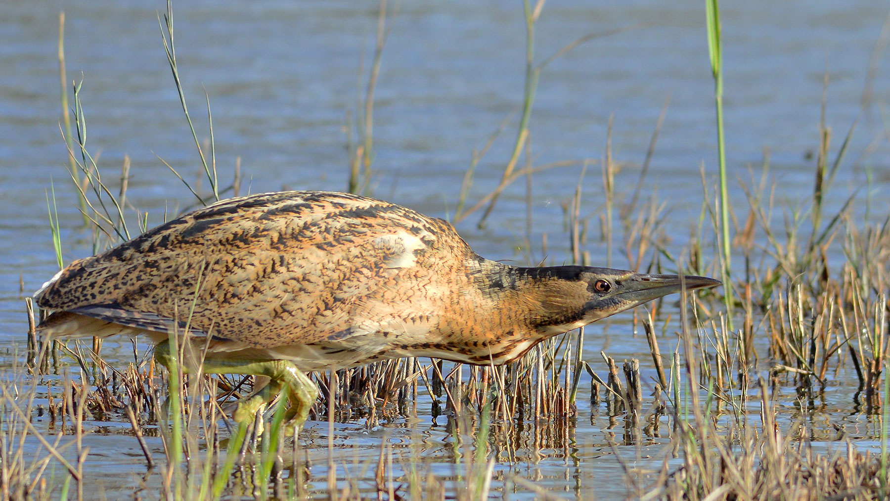 bittern