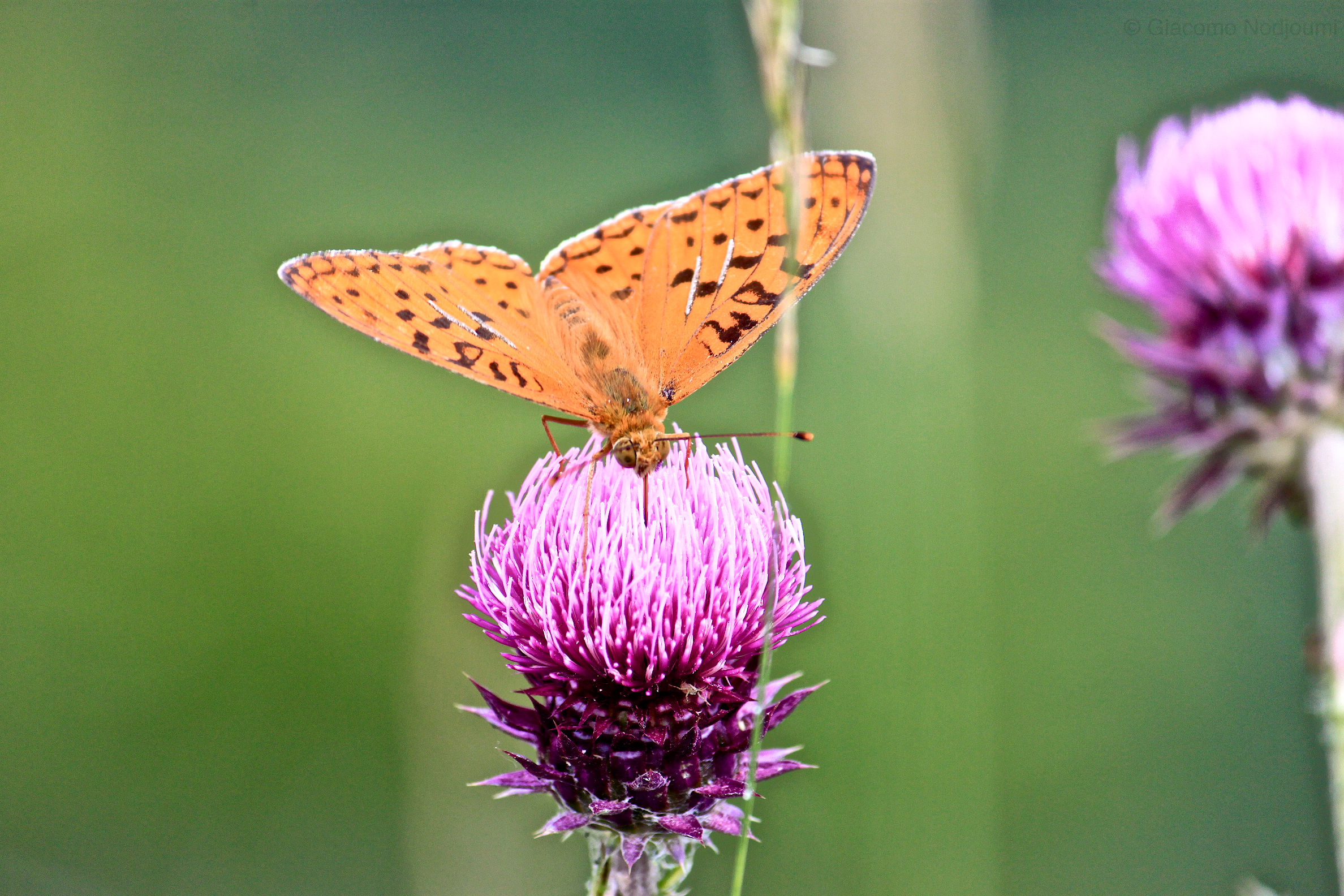 Argynnis paphia