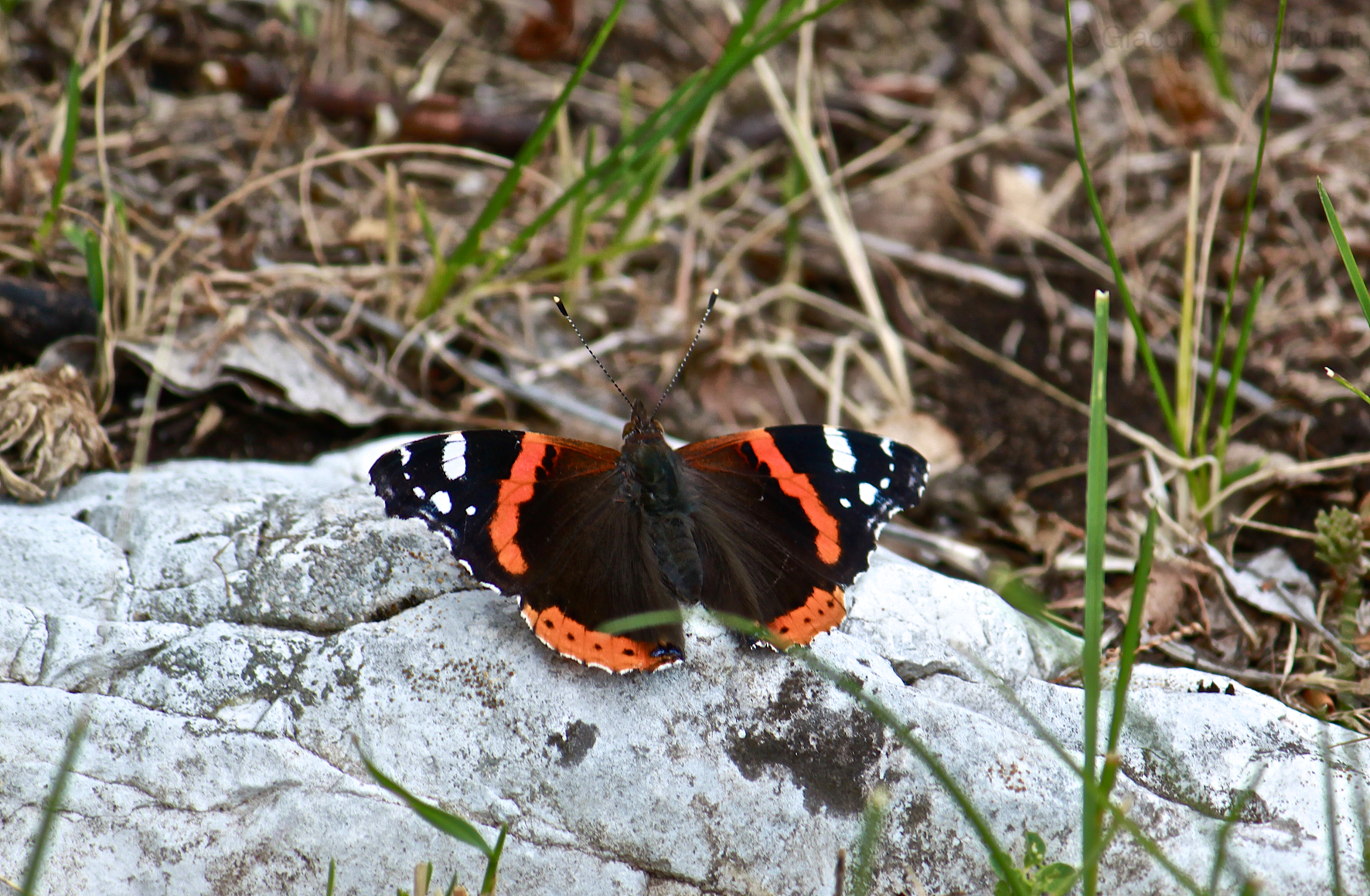 Vanessa Atalanta
