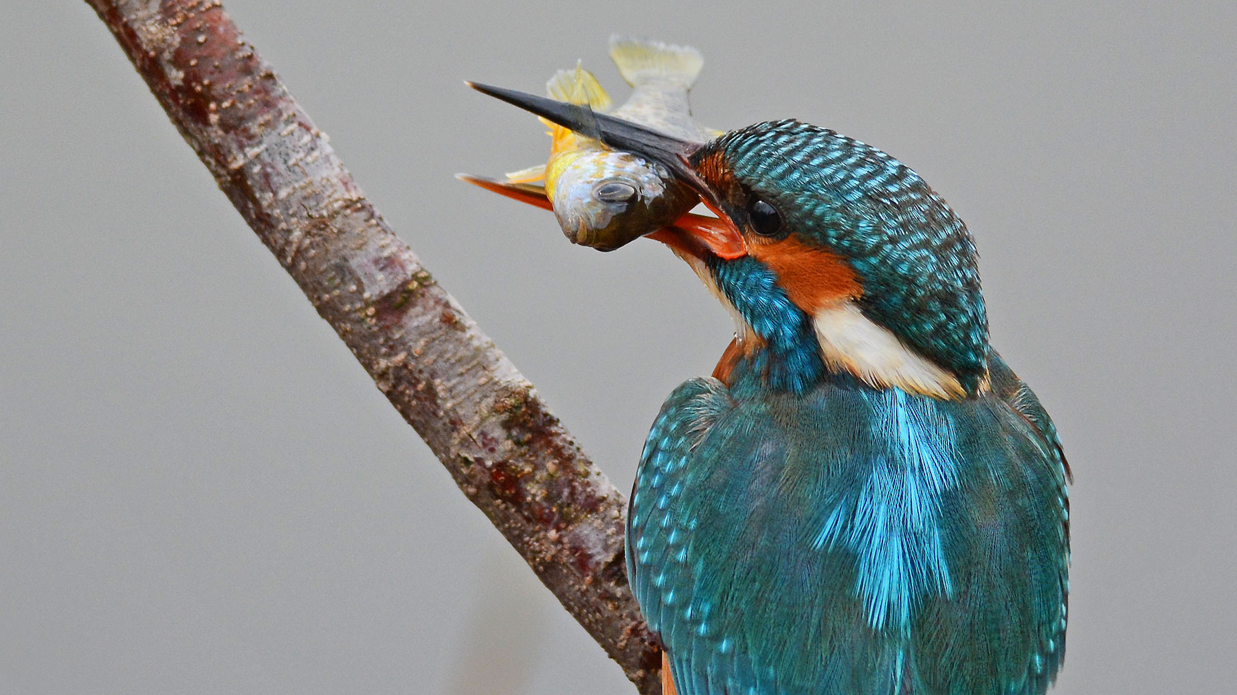 bluegill today at lunch