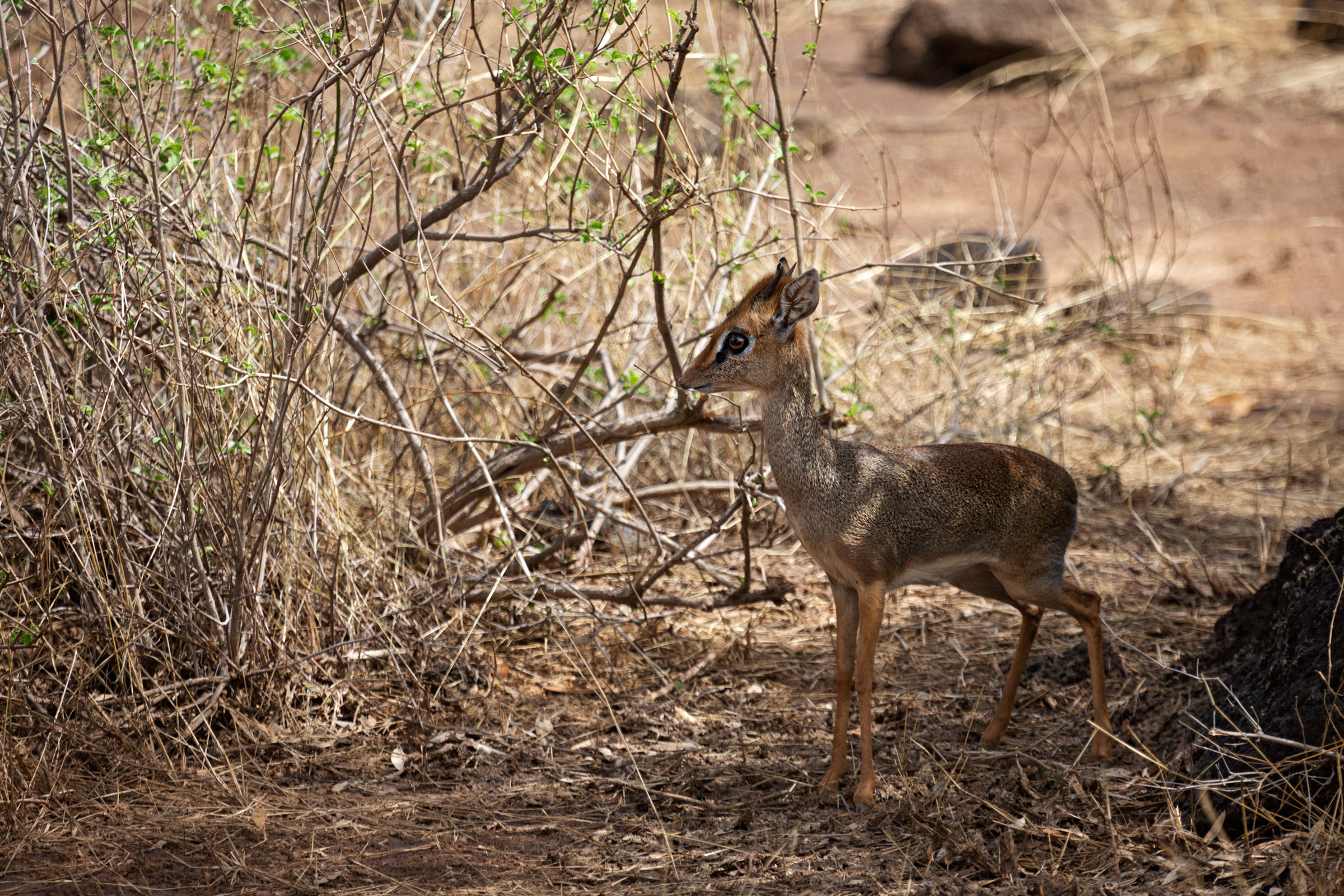 Dik dik antilope nana