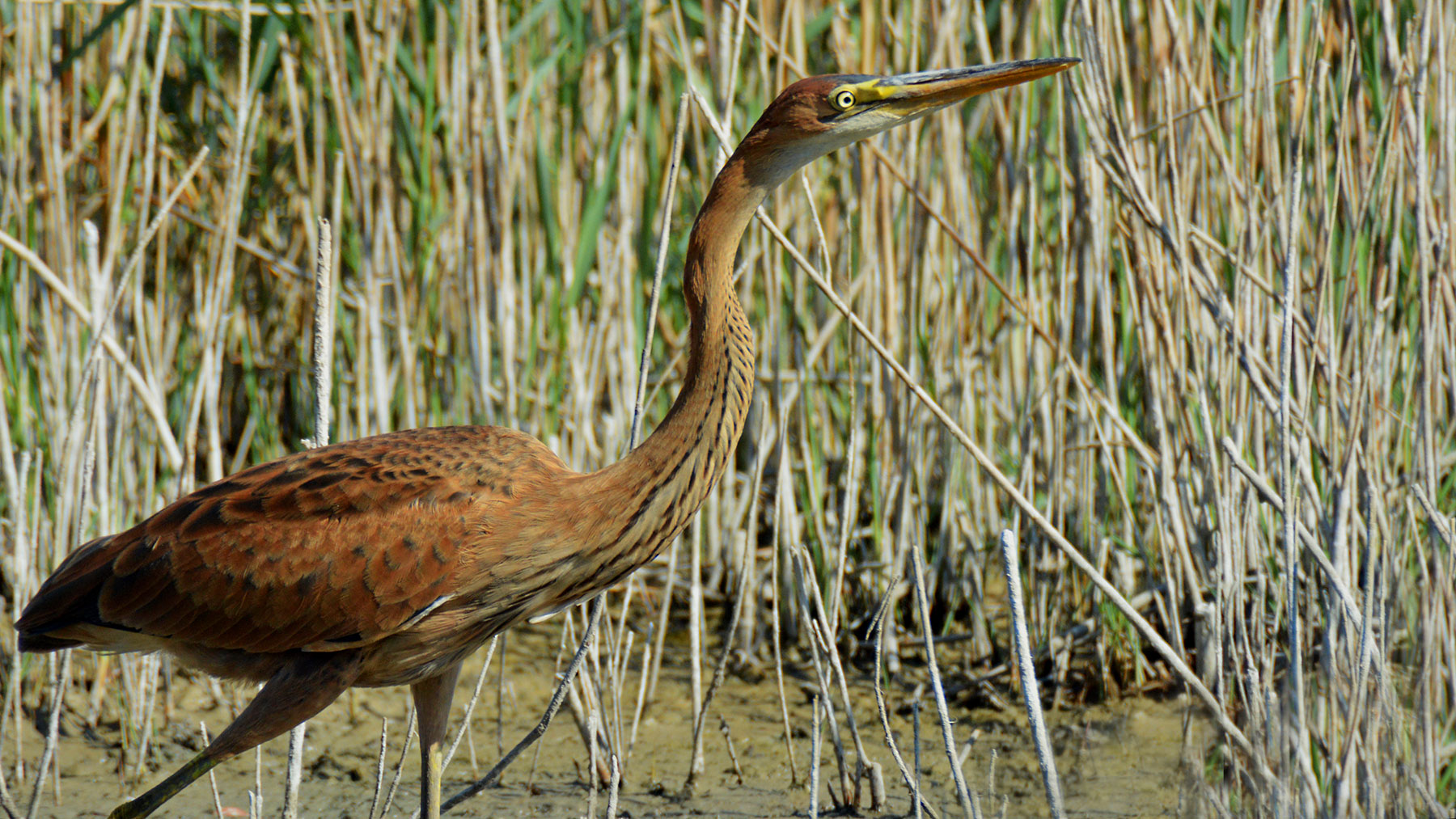 purple heron young August 8, 2013