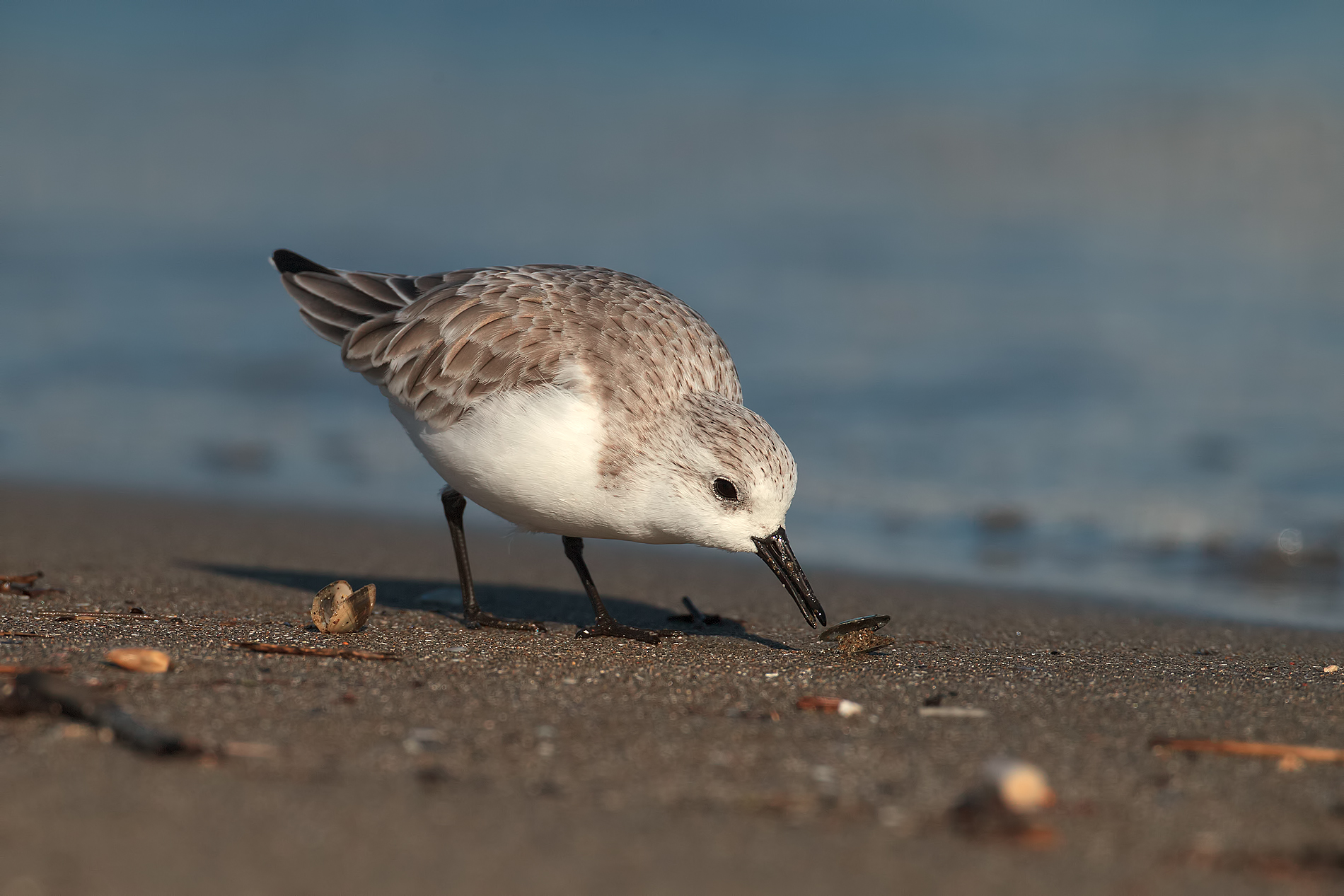 Piovanello tridattilo