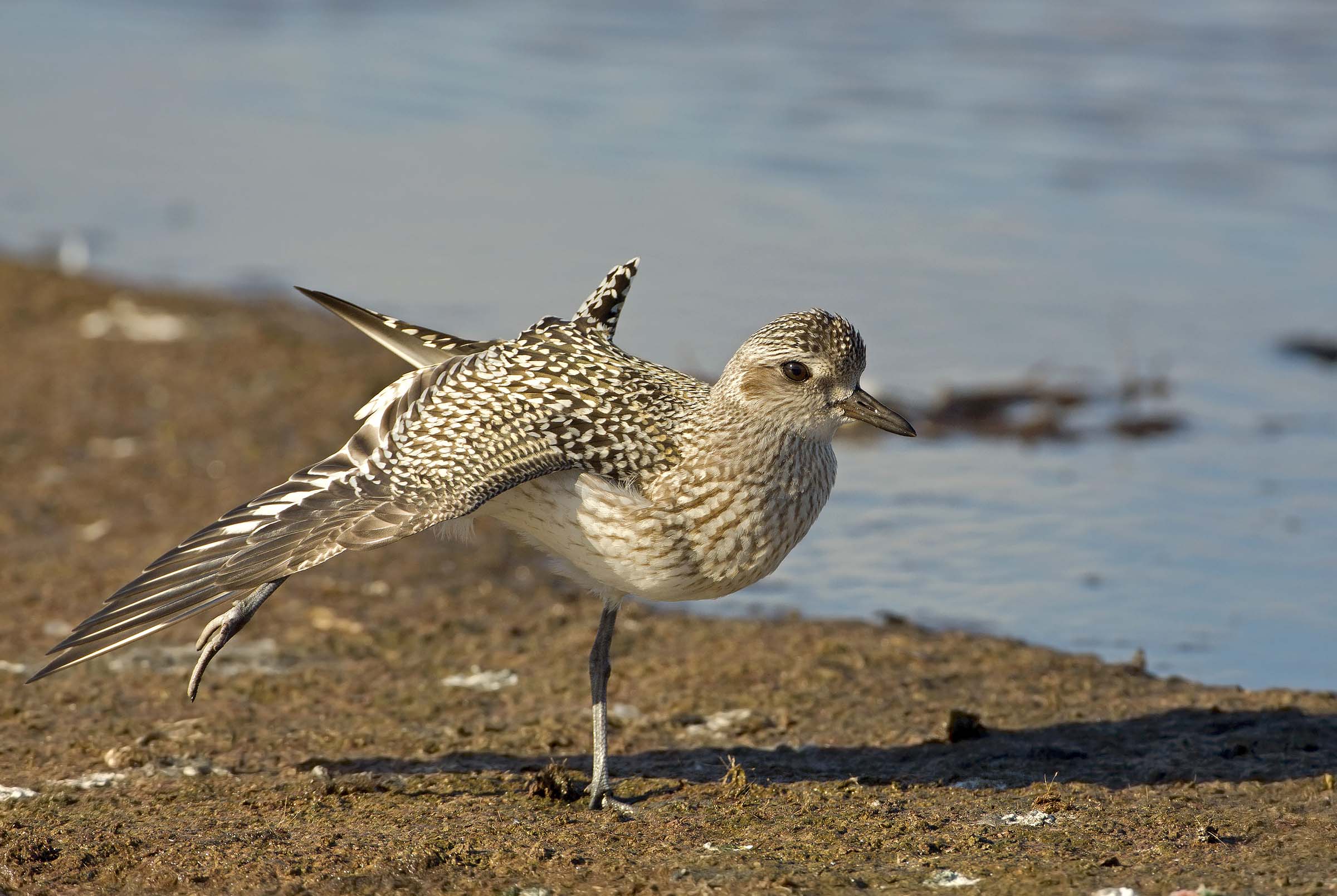 pivieressa in stretching