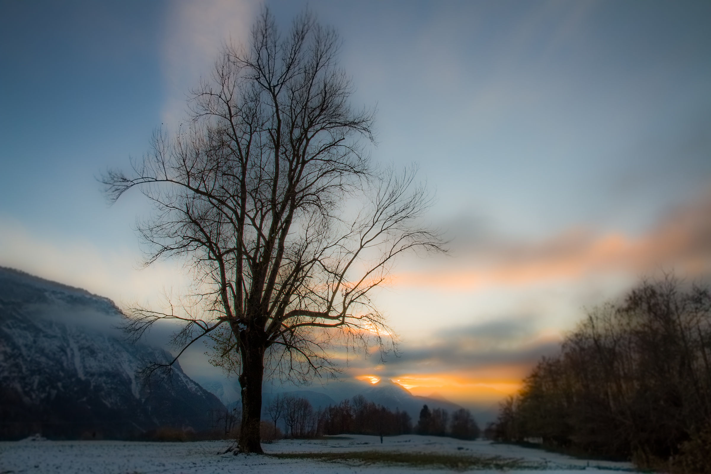 The tree of thoughts