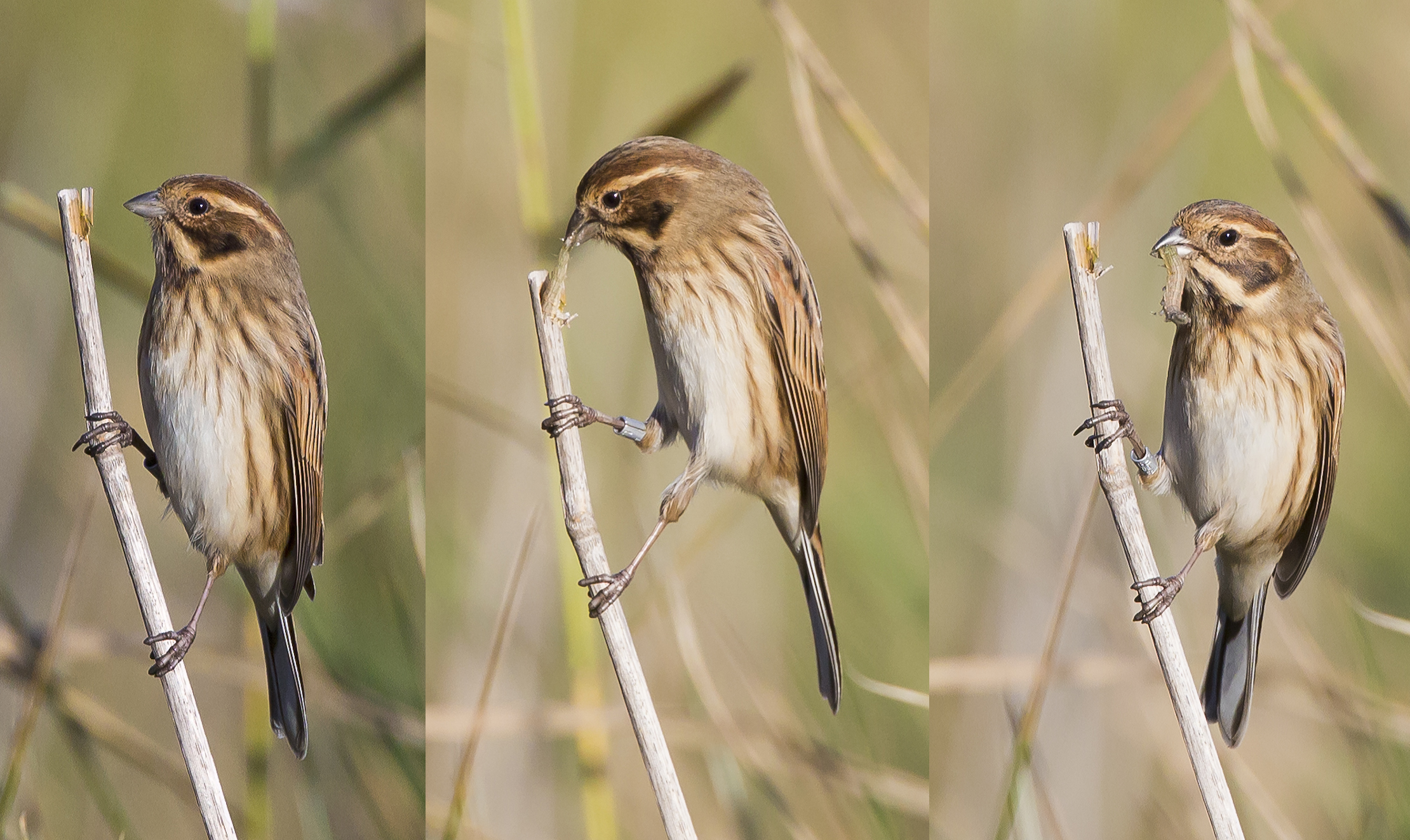 Migliarino ingenious