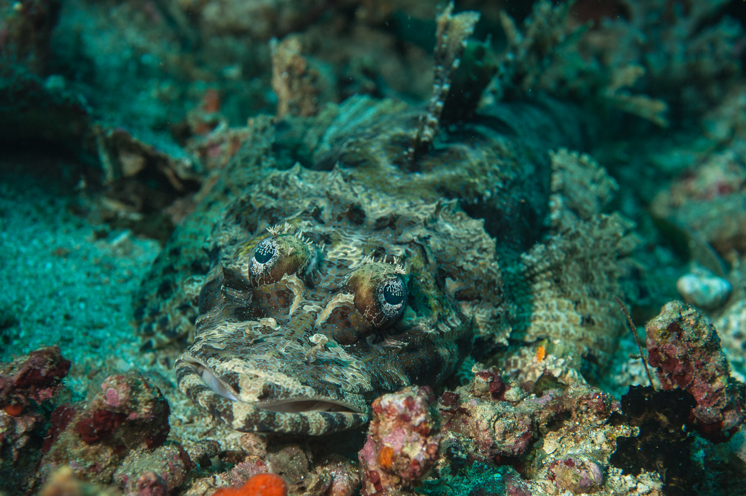 Cymbacephalus beauforti