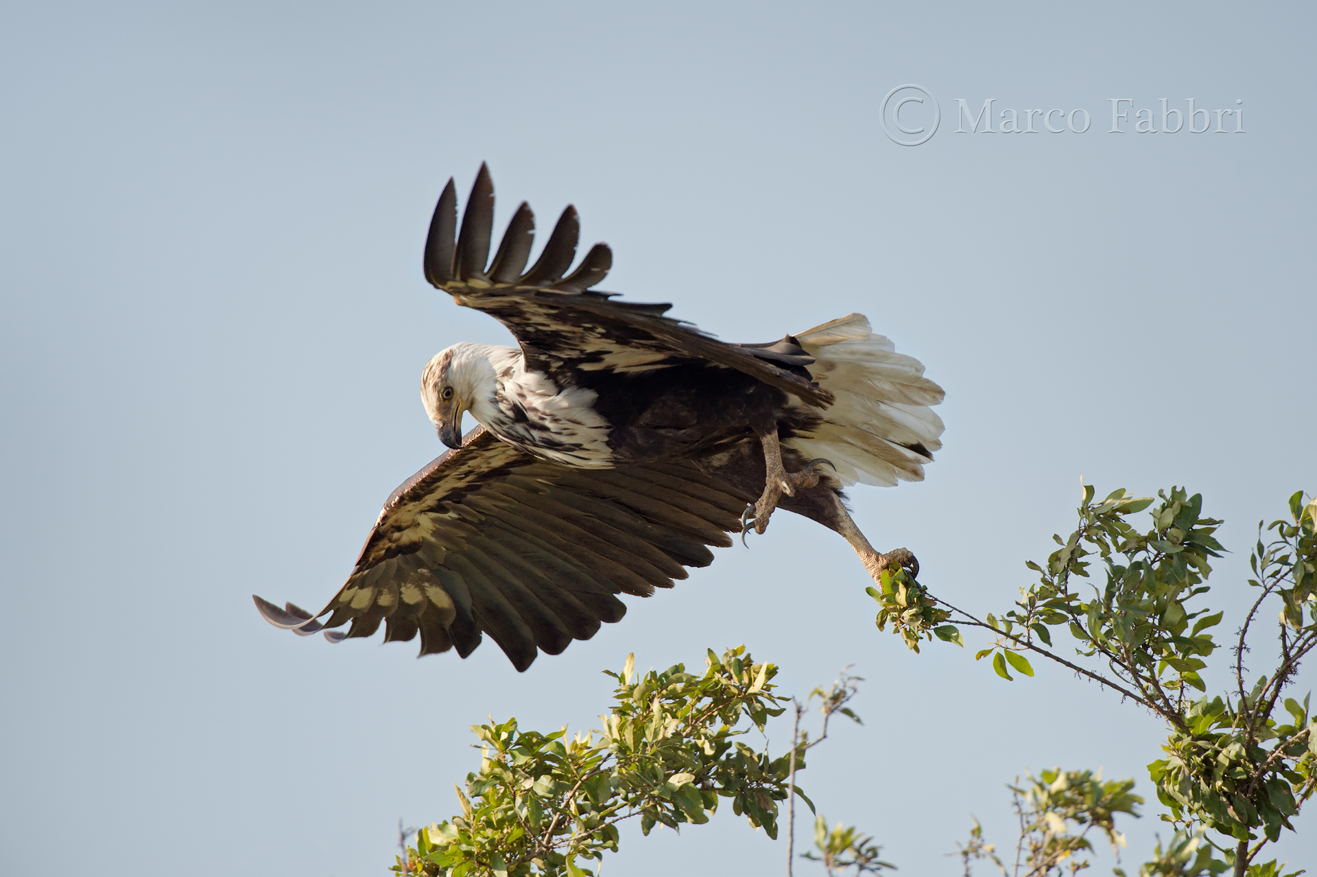 The African Fish Eagle
