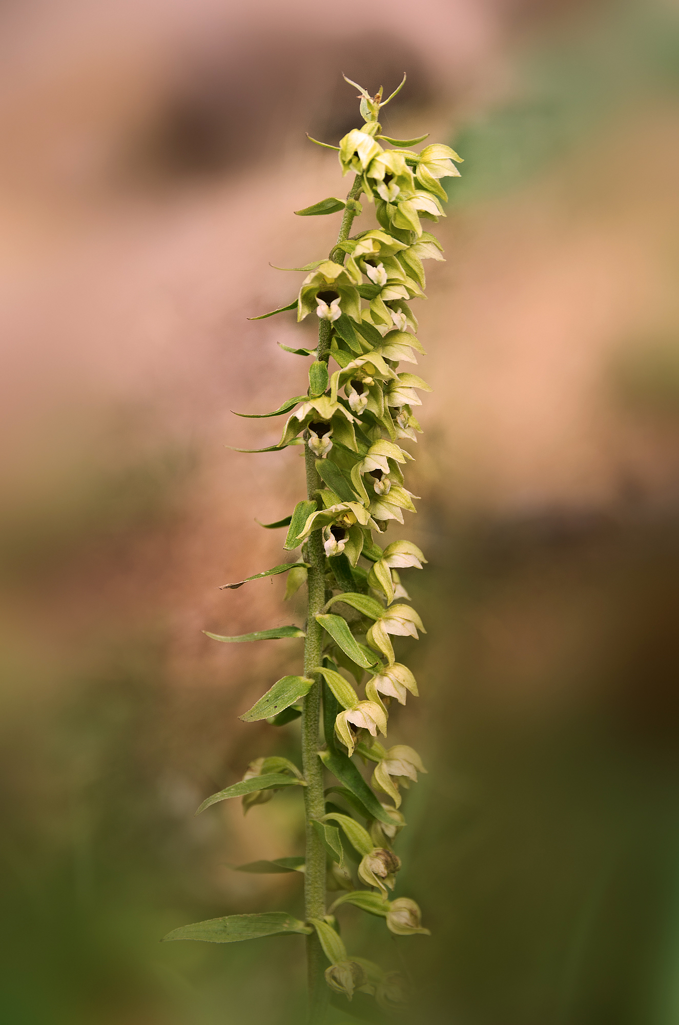 Epipactis helleborine (l.) Crantz, 1769 - Orchidaceae