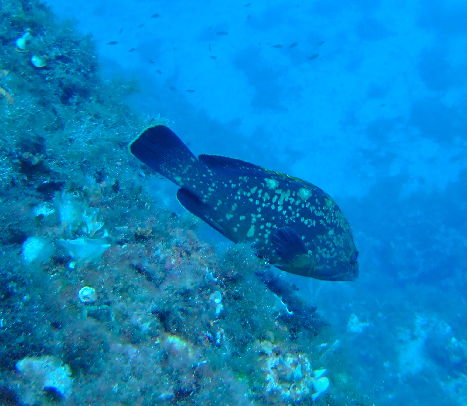 Grouper on the run