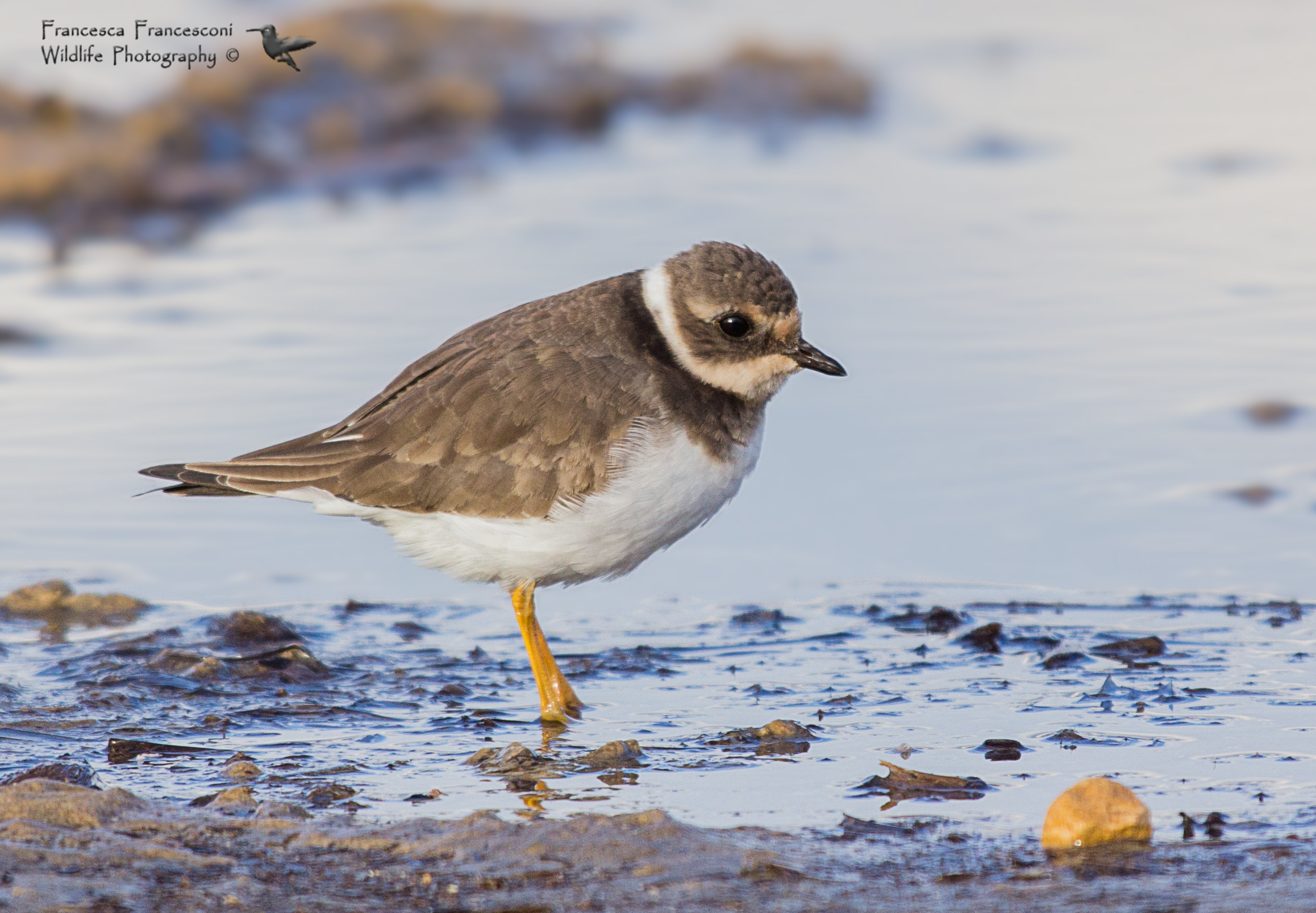 Ringed Plover