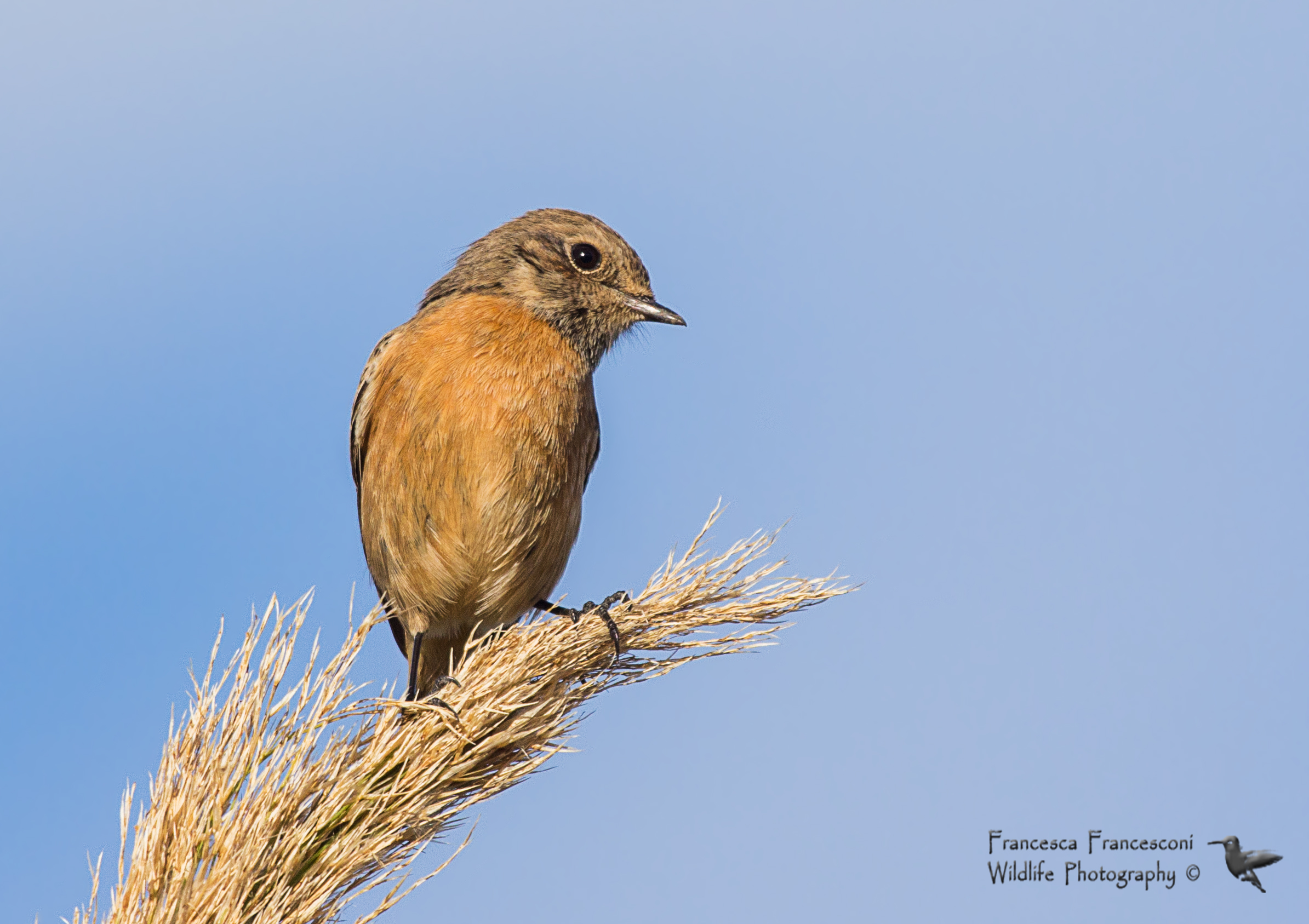 Stonechat female