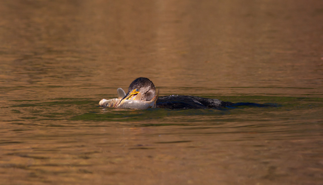 Cormorant fishing