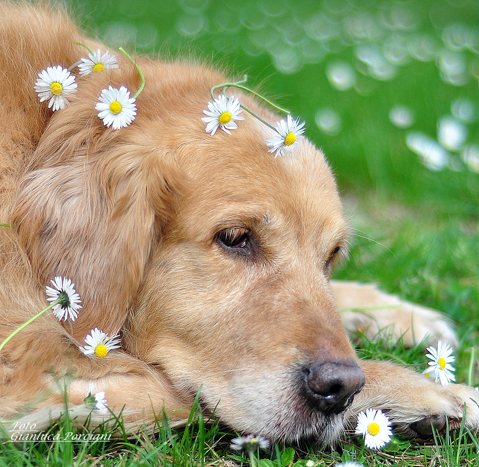 M 'loves? Or, not M 'likes?