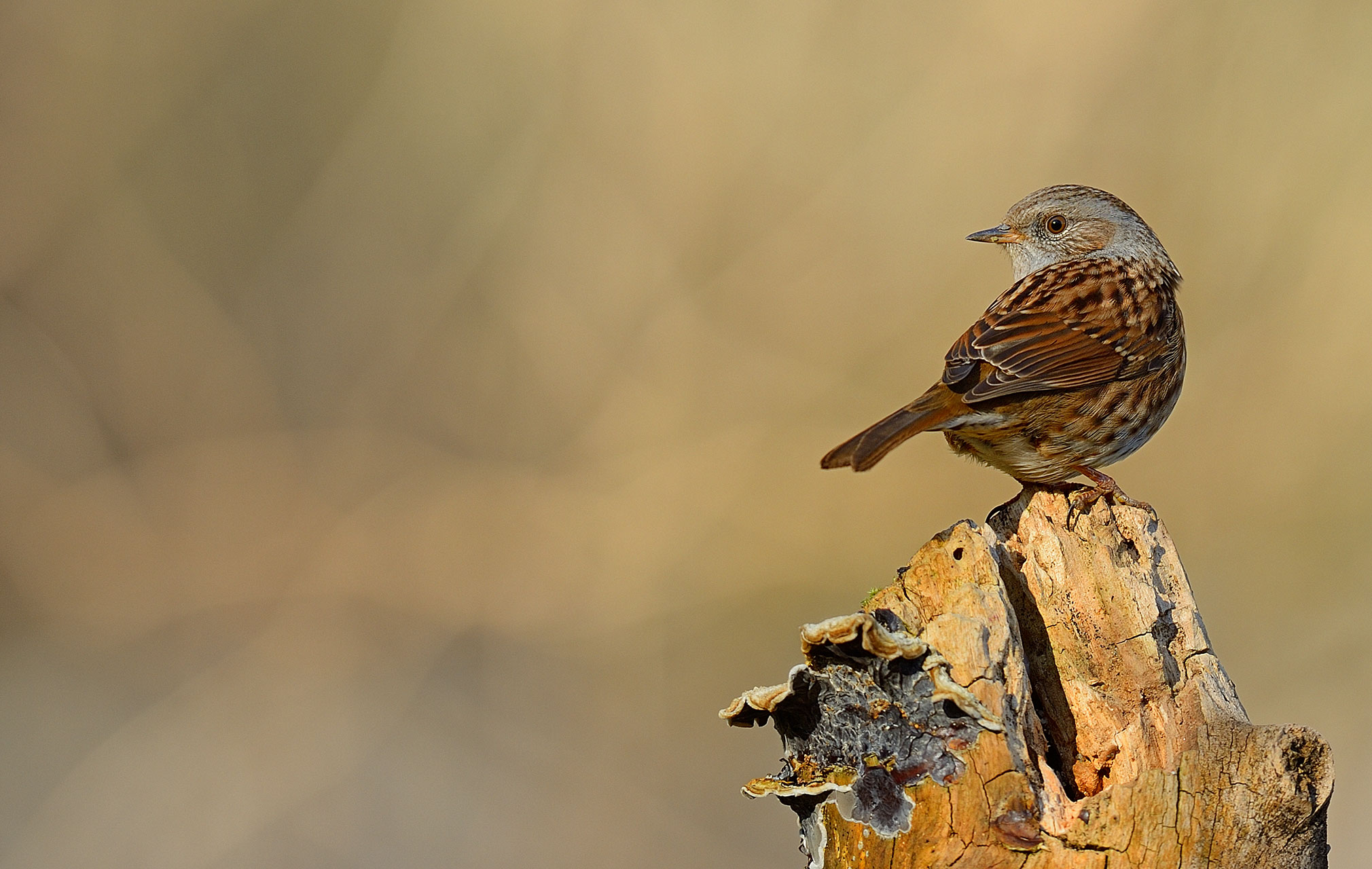 Dunnock