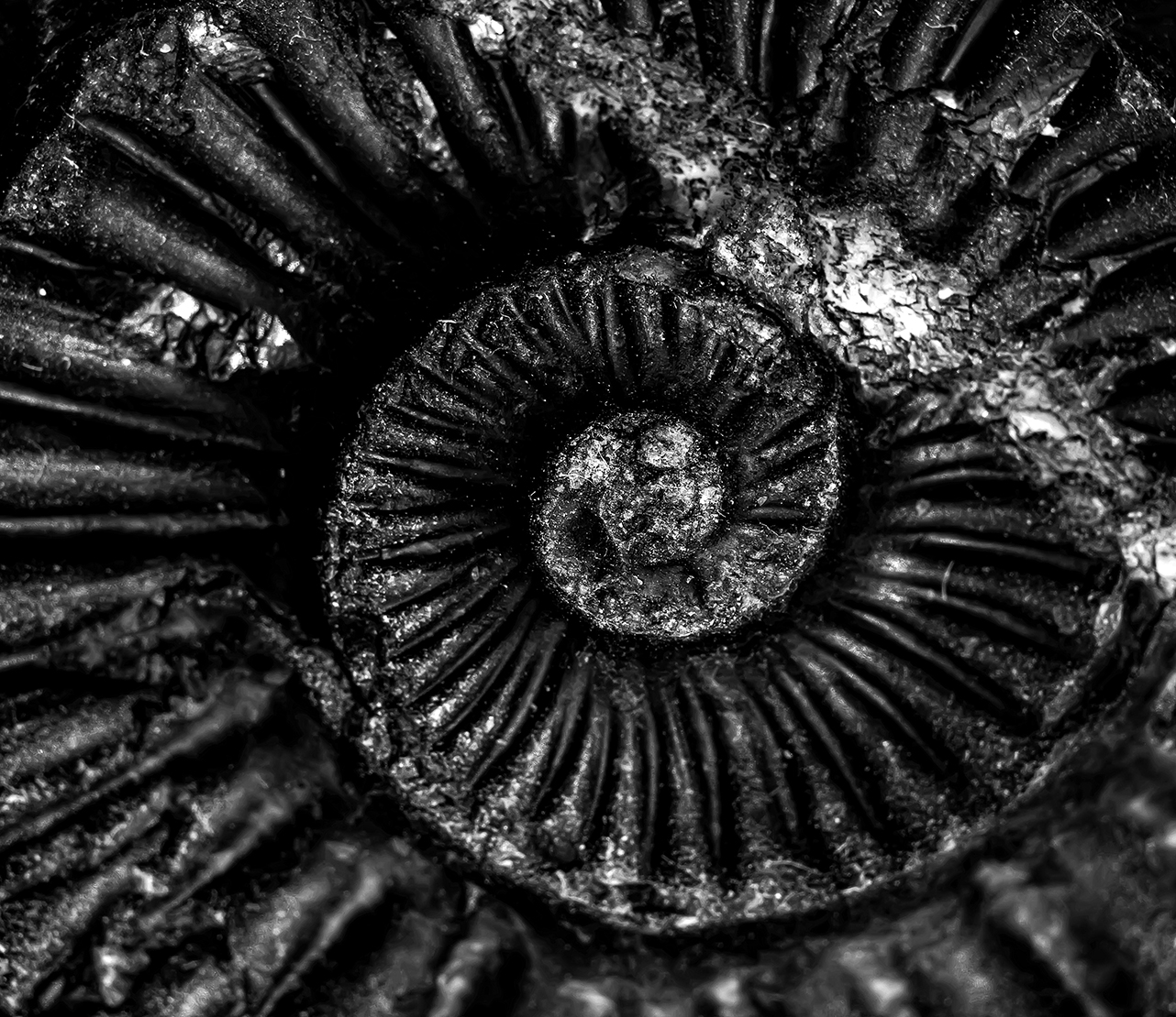 ammonite