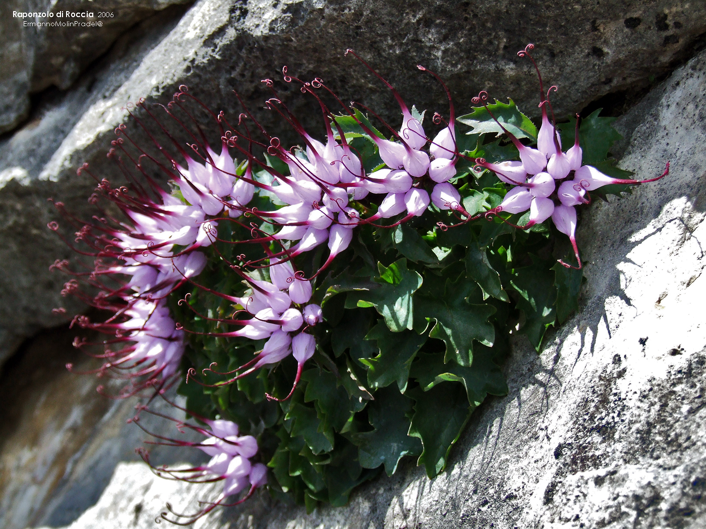 un simbolo della tenacità della vita..