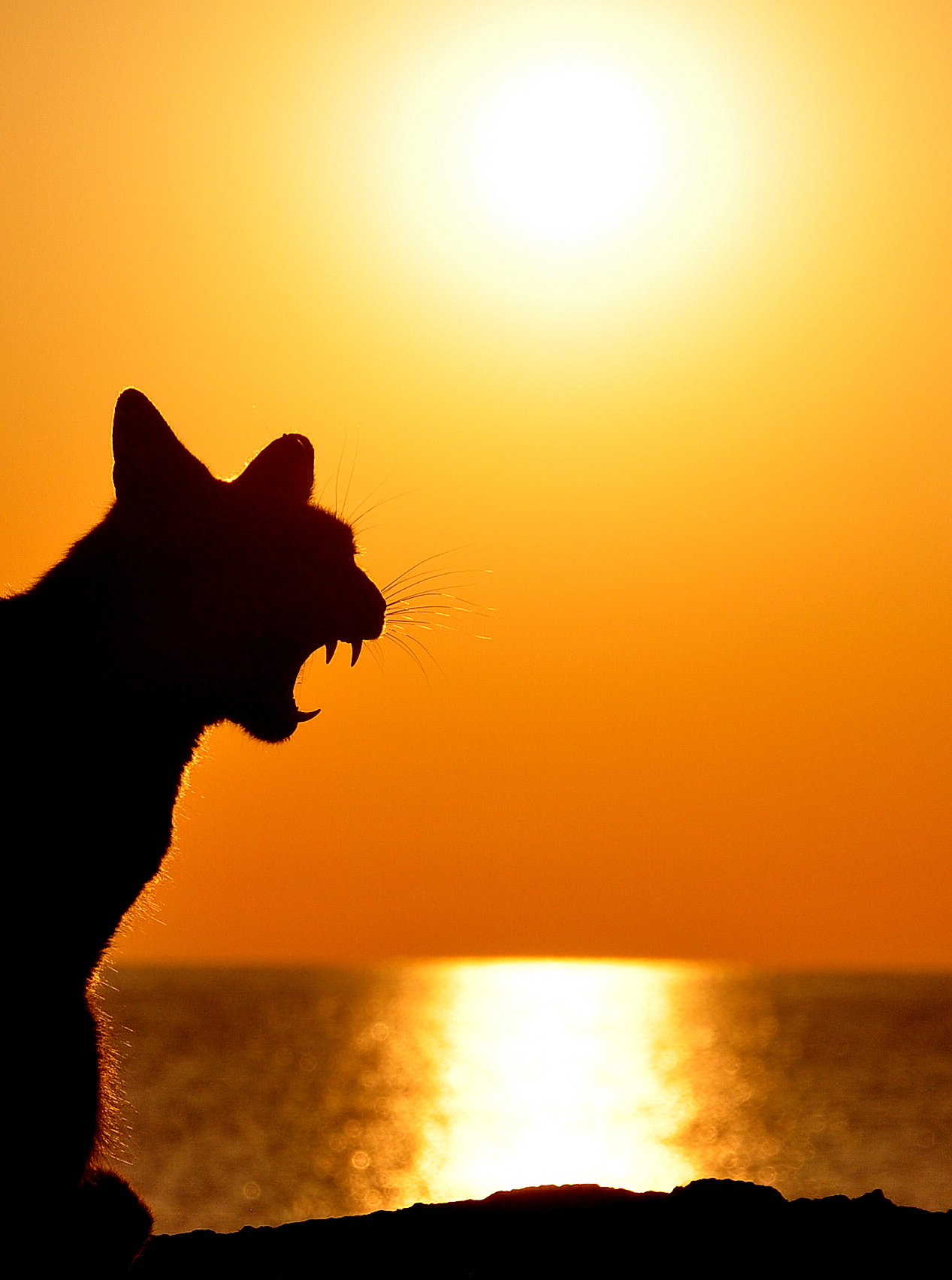 Metro Golden M.. miaoo