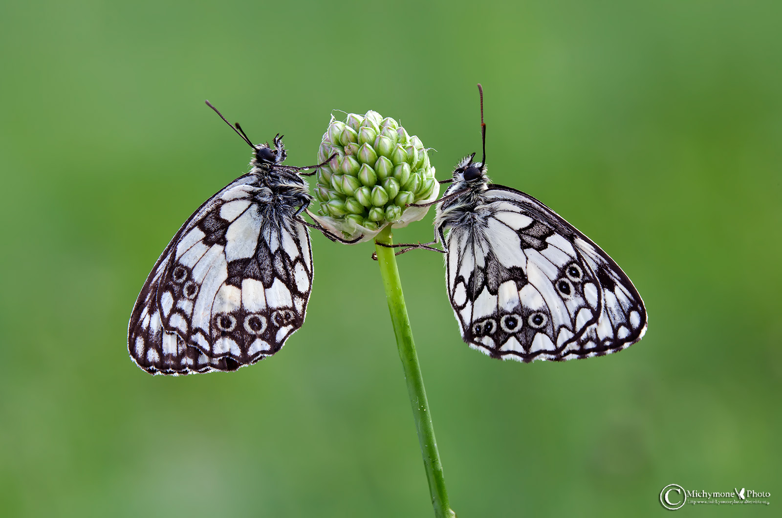 Melanargia galathea (Linnaeus 1758)