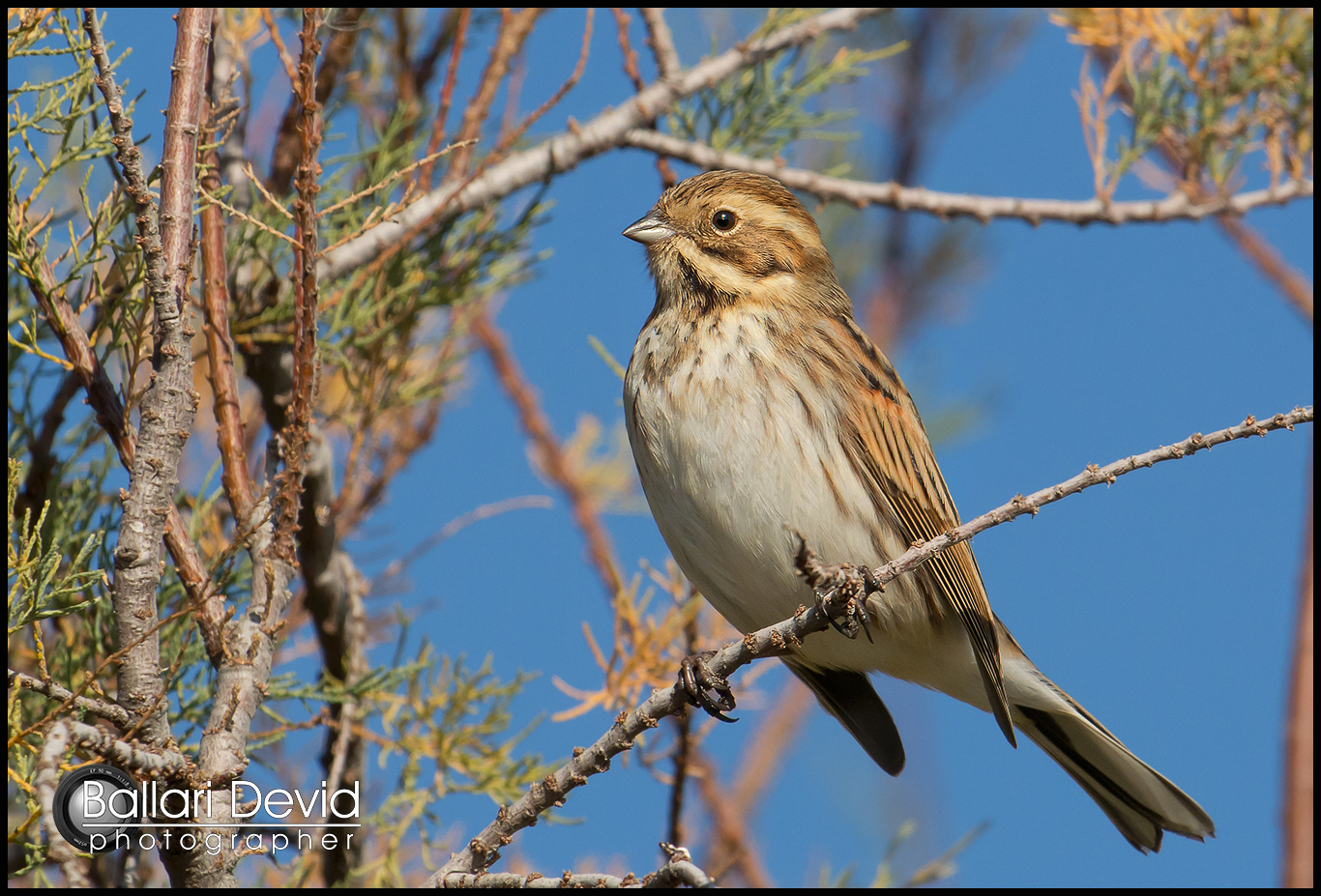 migliarino di palude