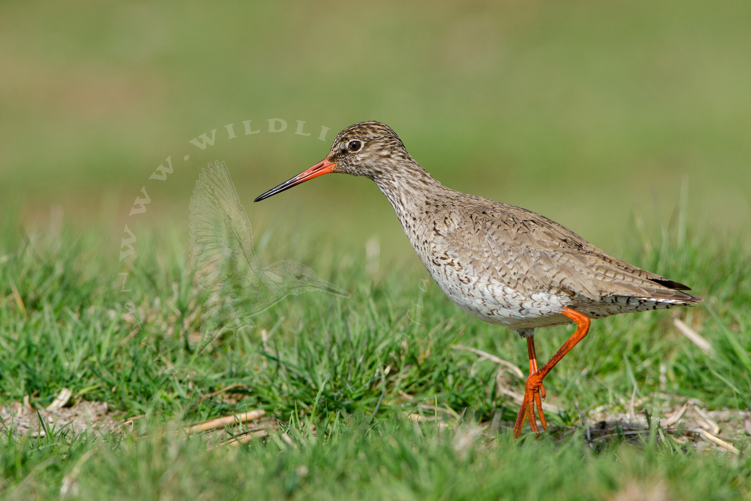 gossip at the edges of the polder
