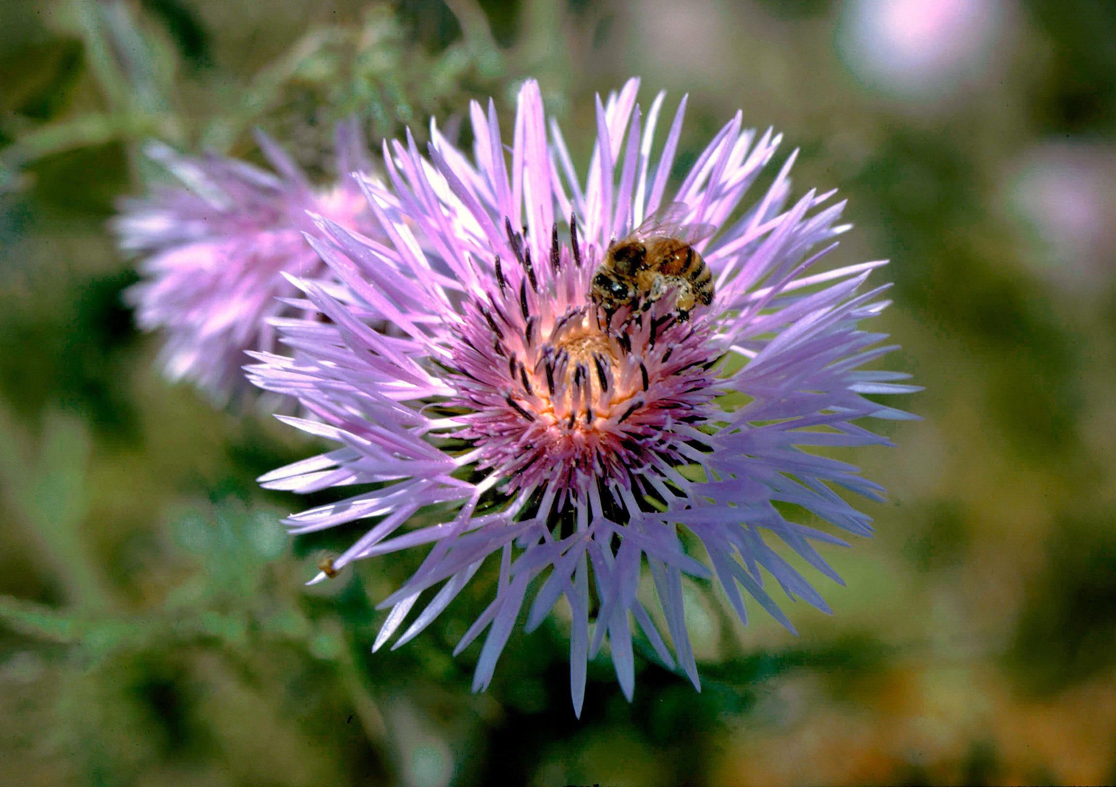 Ape al lavoro - 1984