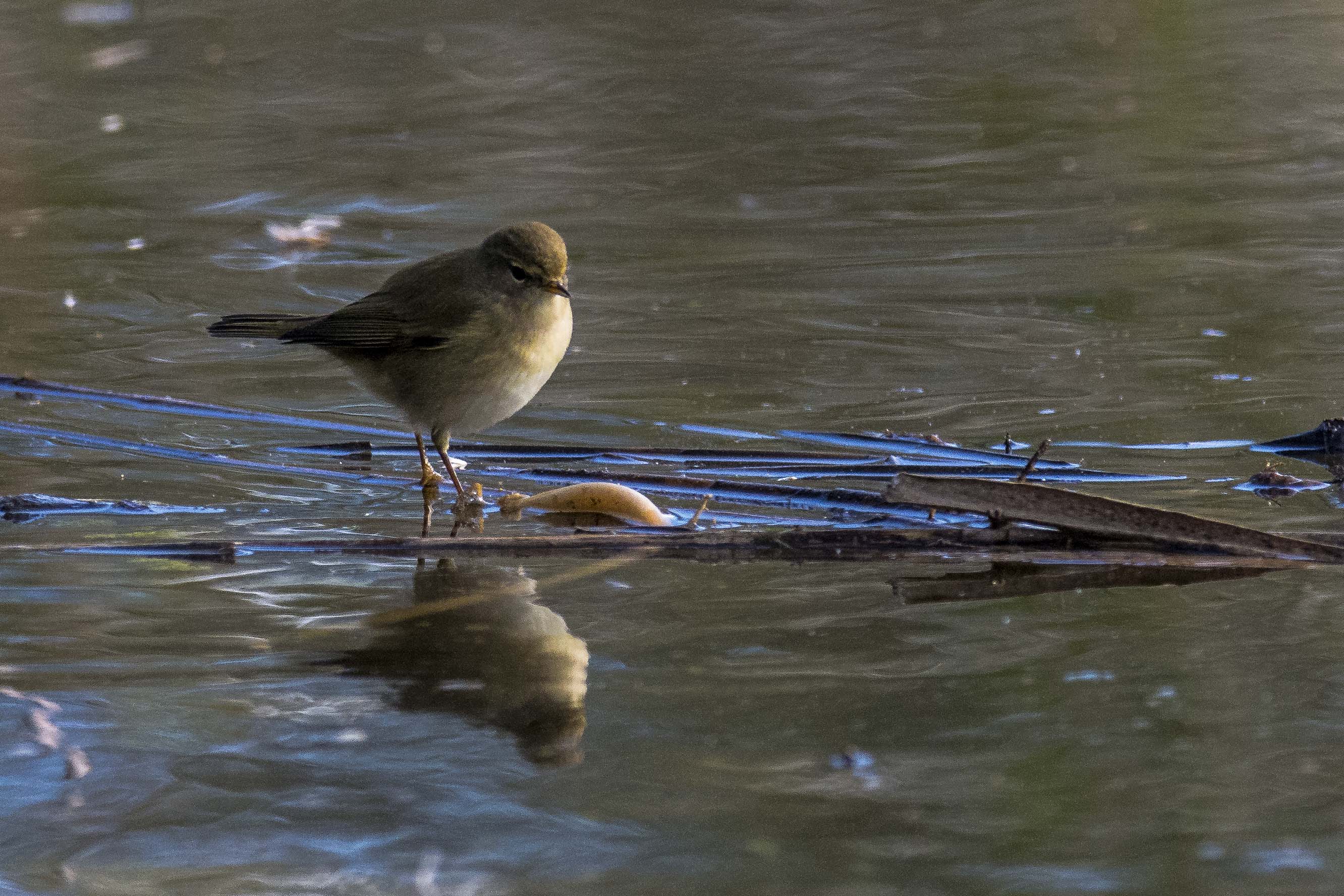 Chiffchaff