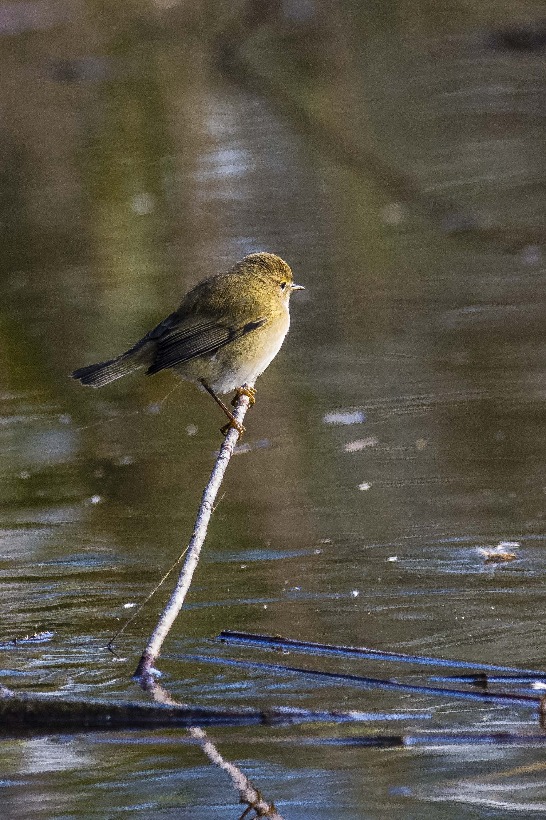 Chiffchaff