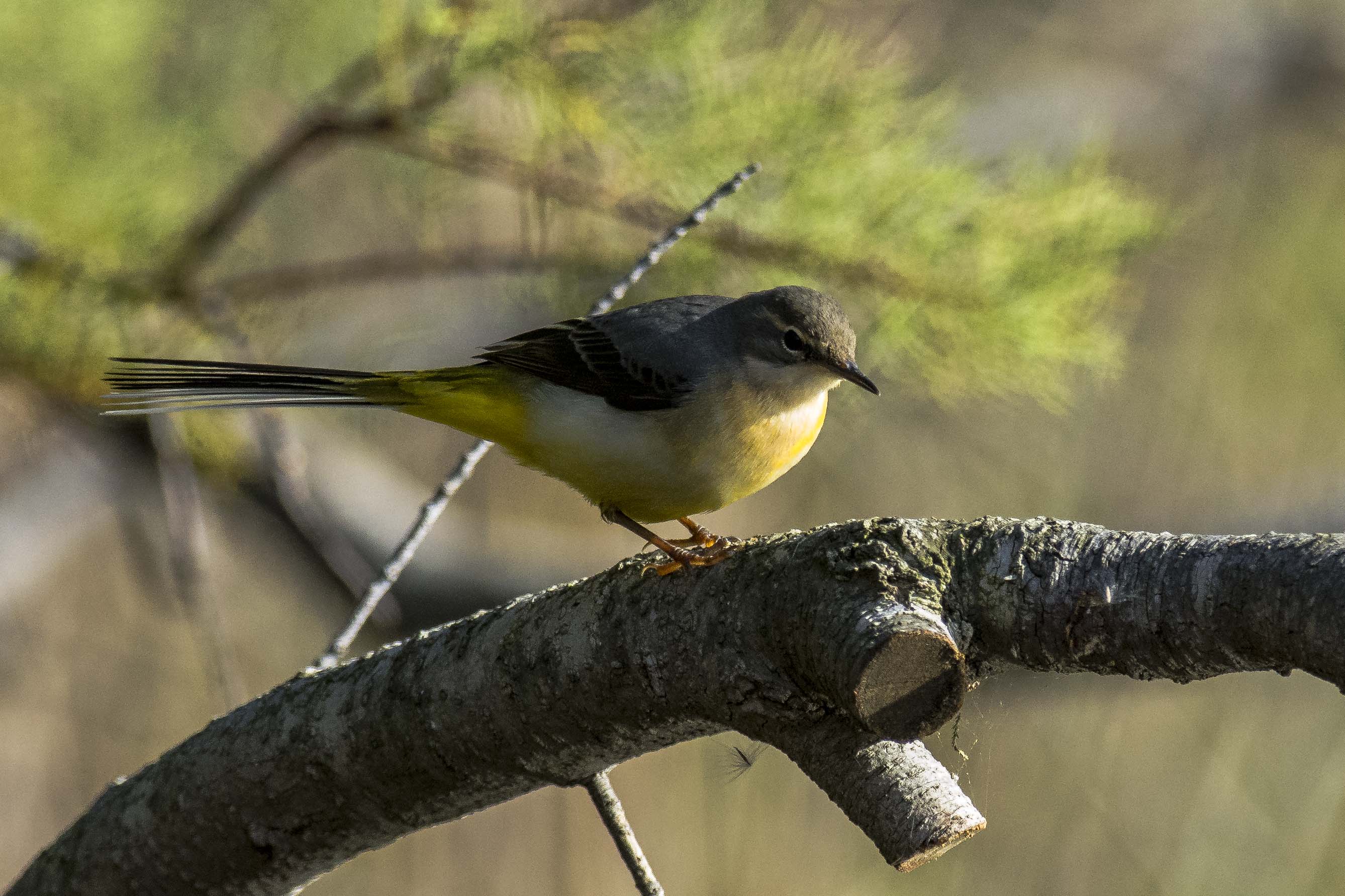 Yellow Wagtail