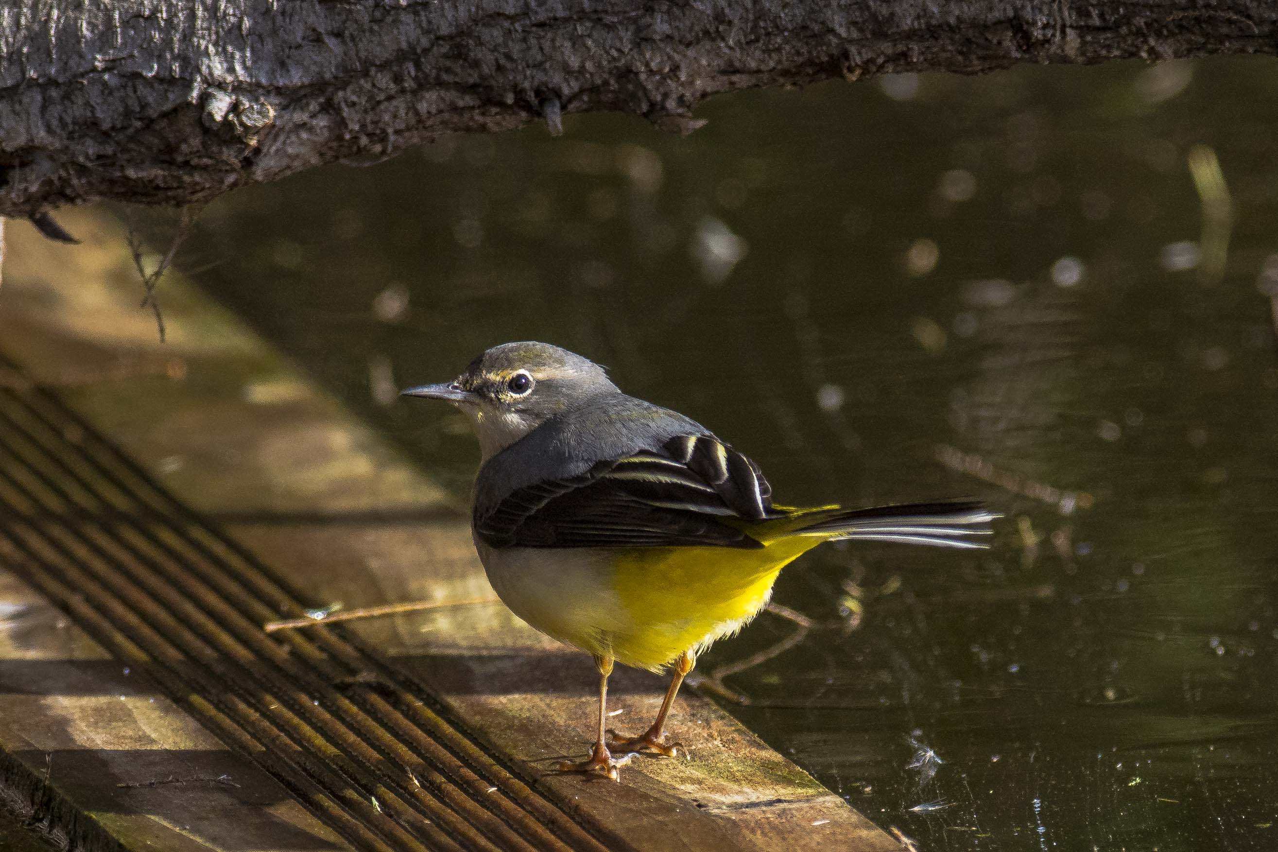 Wagtail