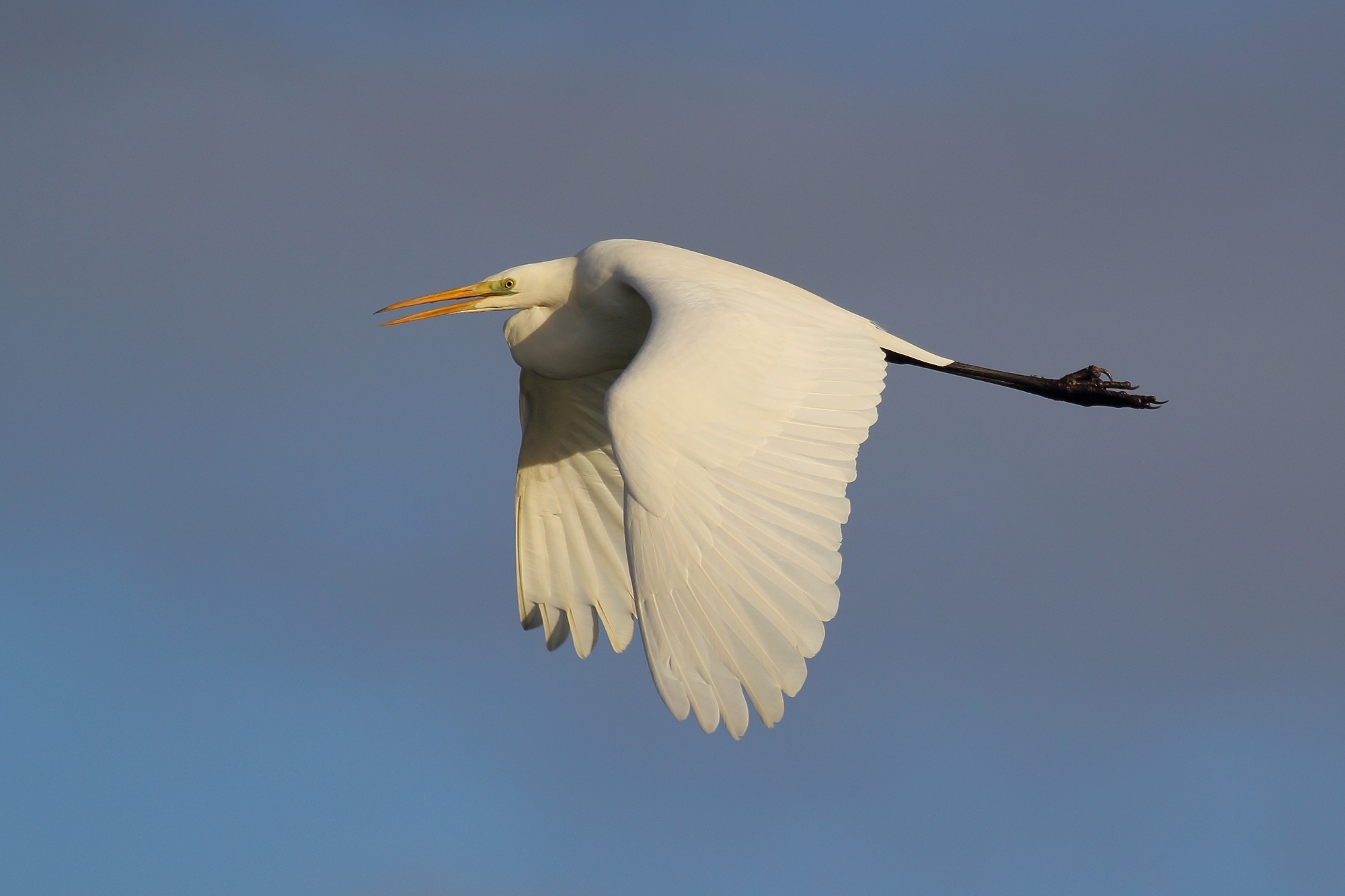 Great egret