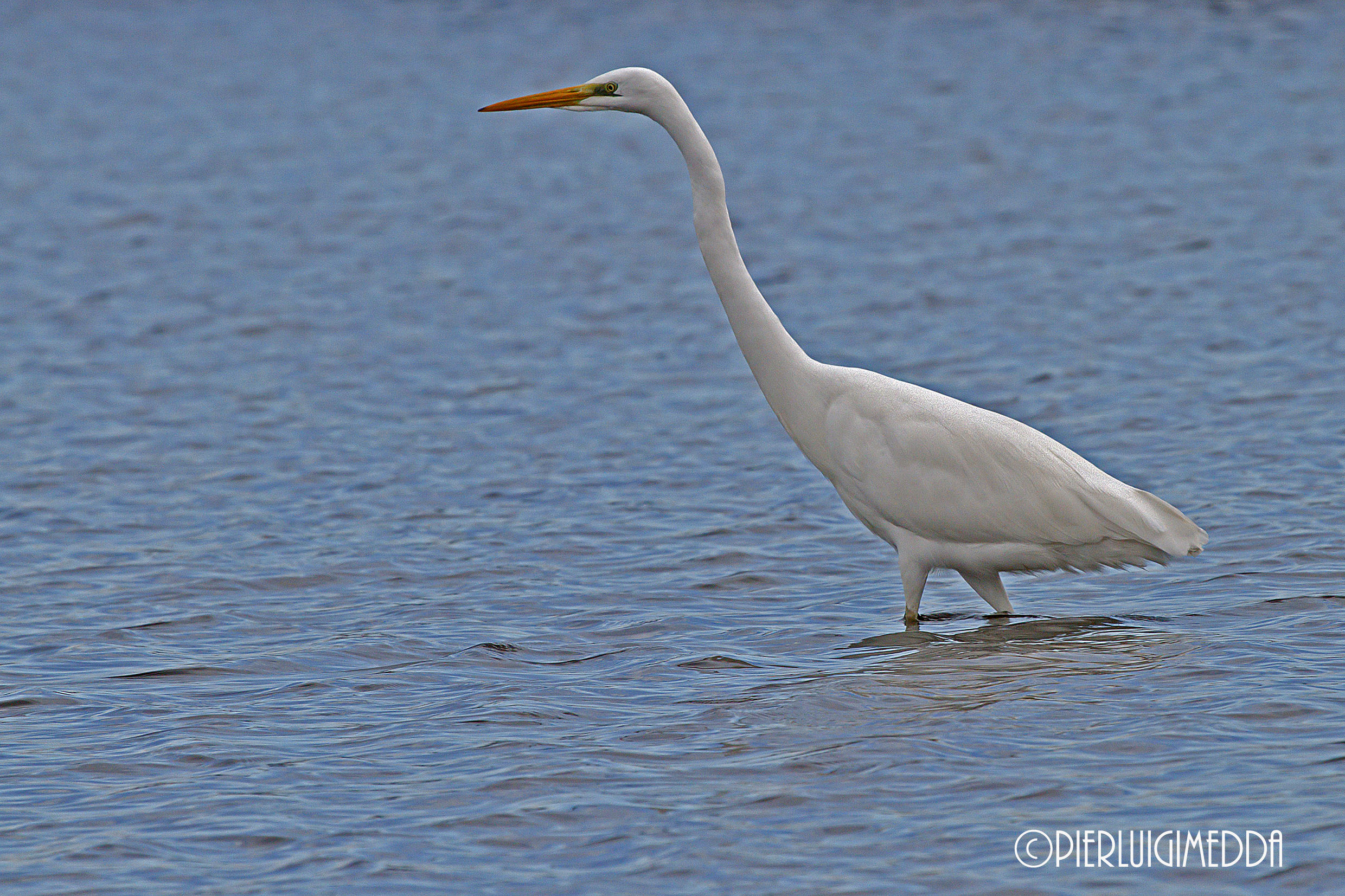 Airone bianco maggiore