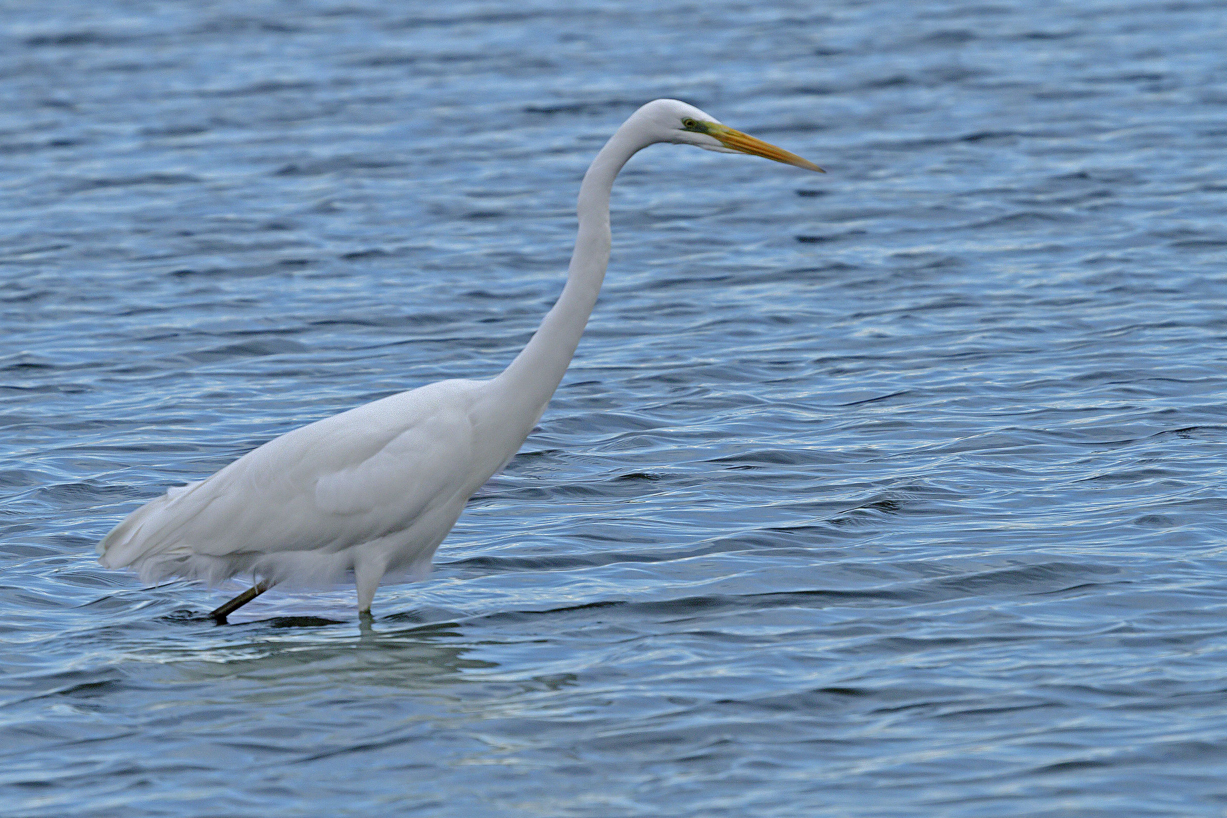 Airone bianco maggiore