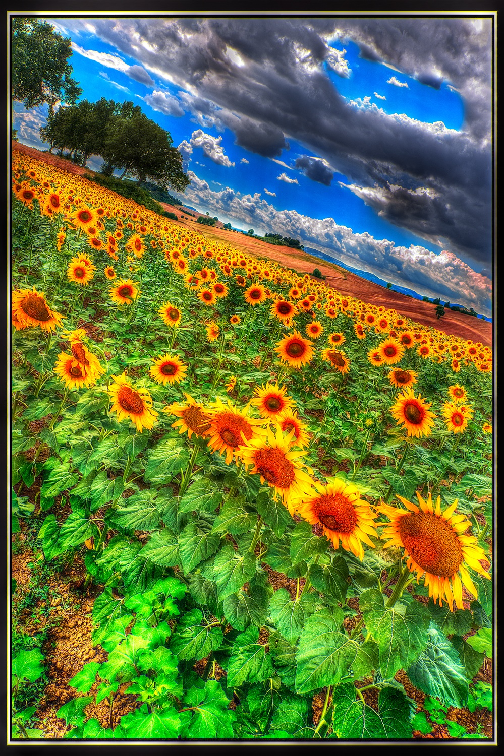 Sunflowers HDR