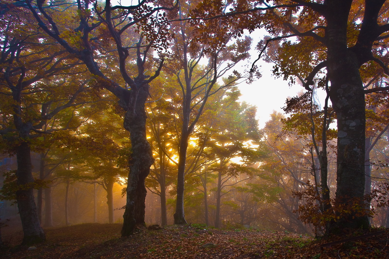 Foresta Incantata......
