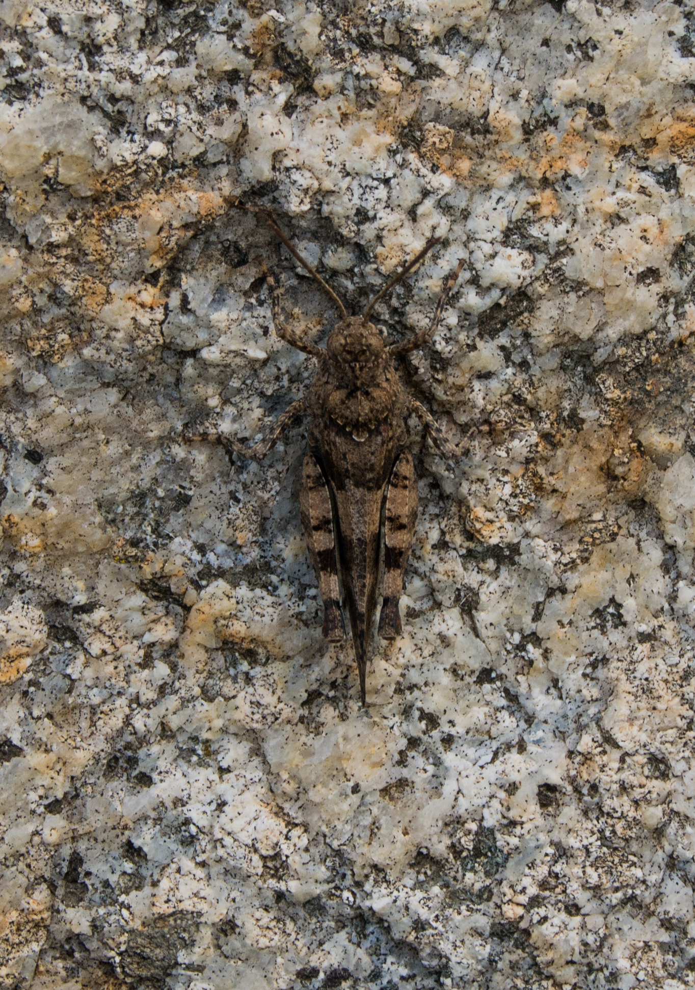 giochiamo a nascondino