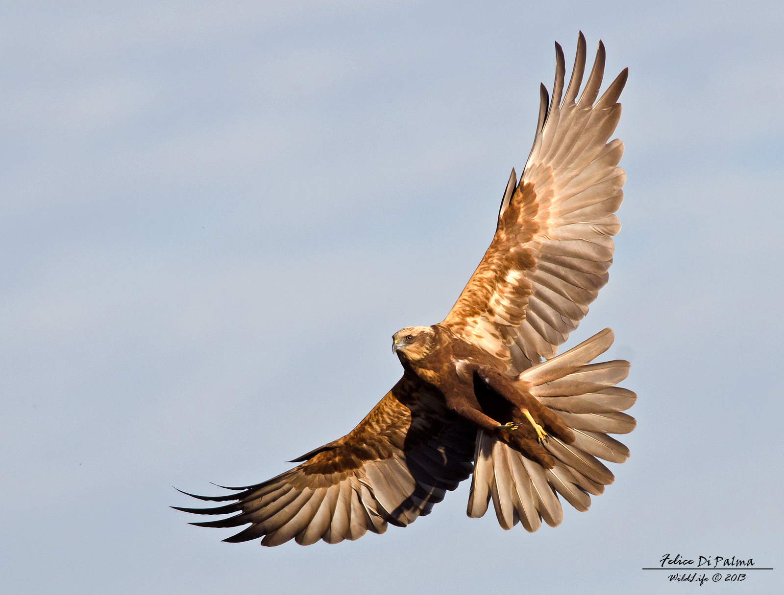 Marsh Harrier