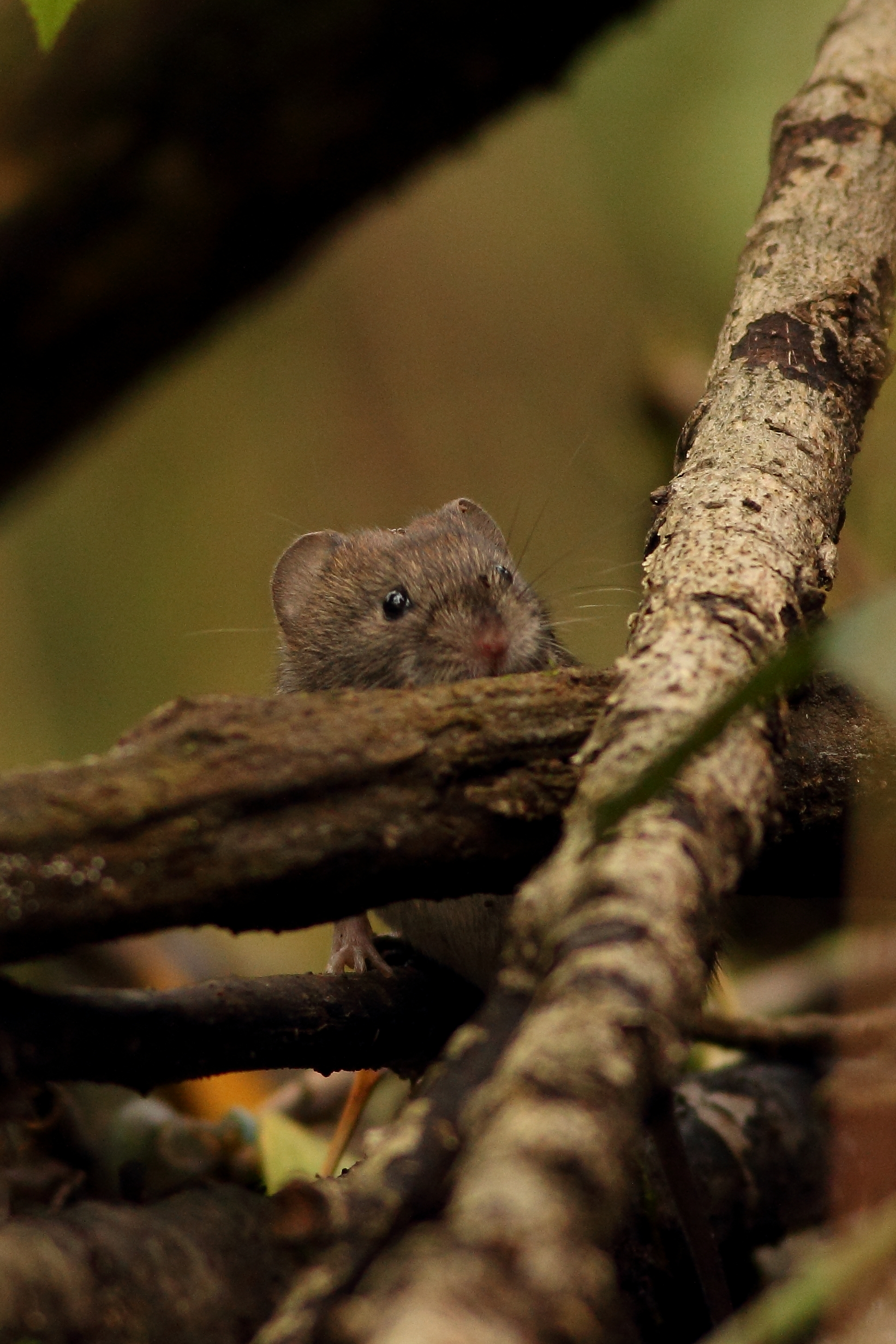 Spiando... (Arvicola)