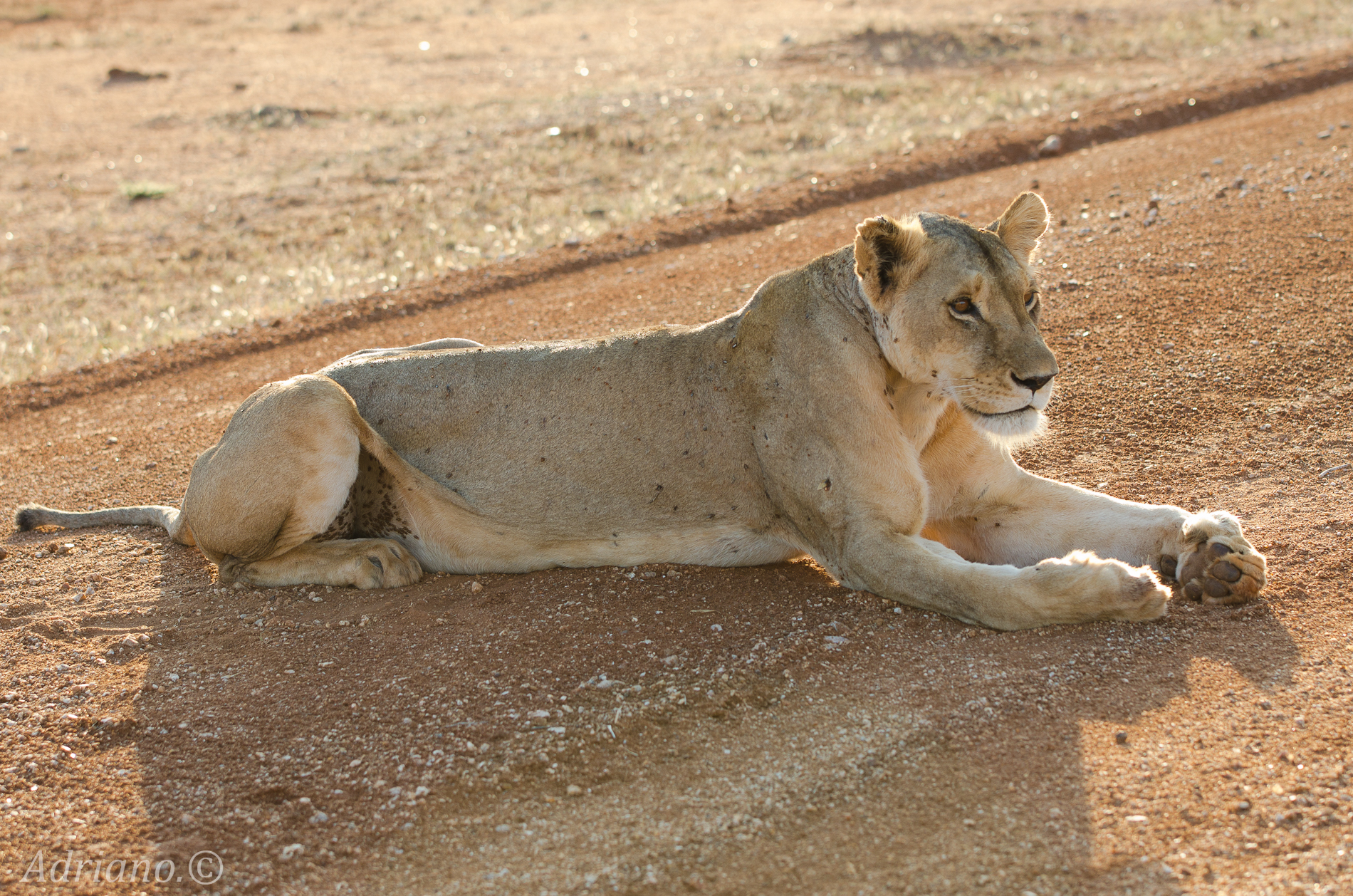 Safari Kenya Tsavo East
