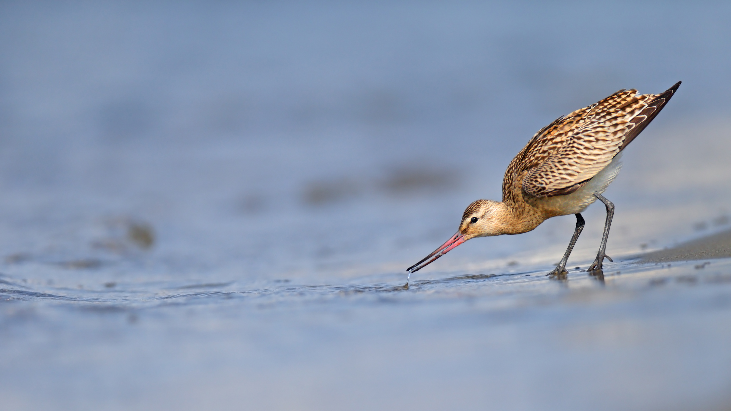 Bar-tailed Godwit