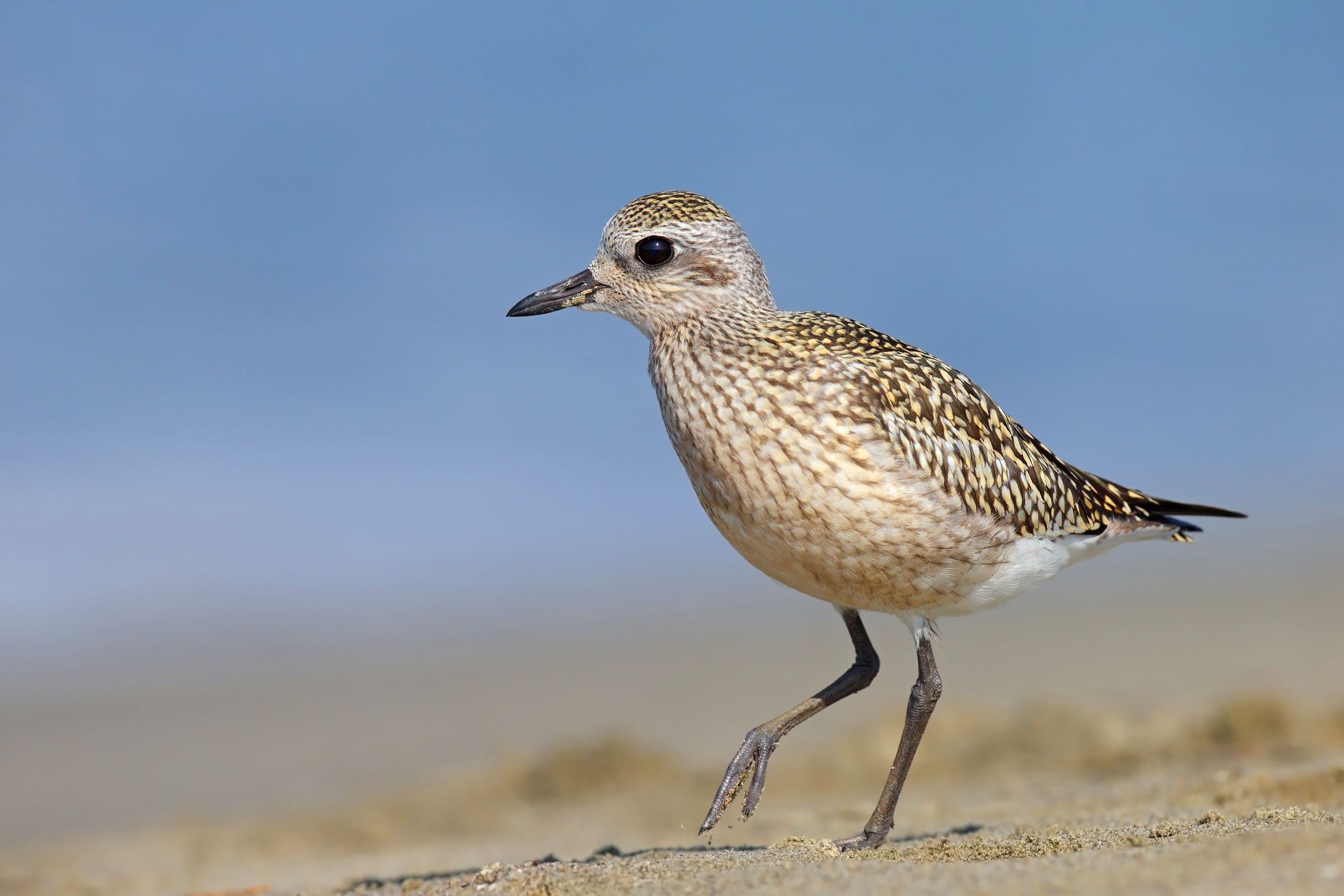 Black-bellied Plover