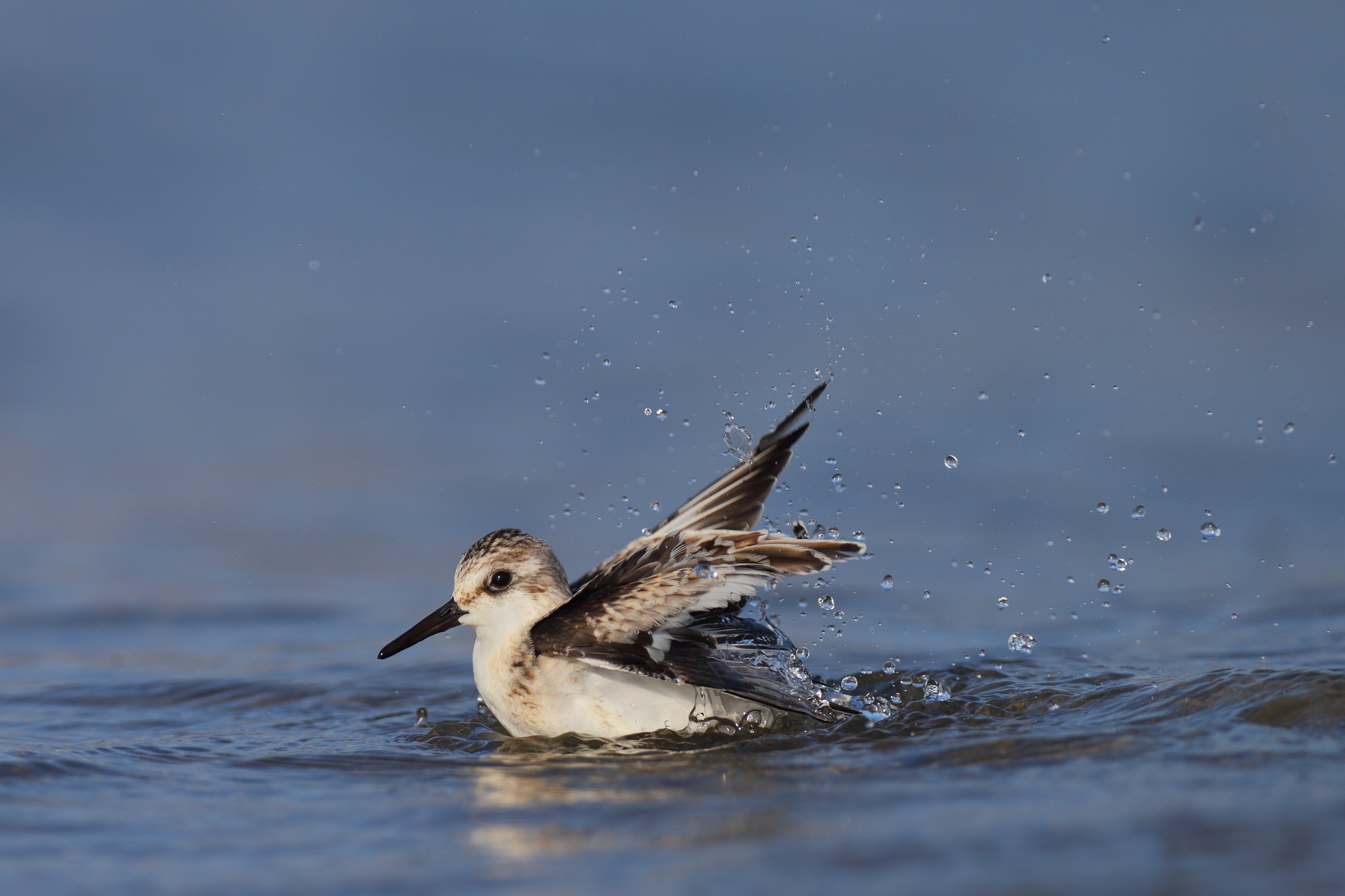 Sanderling