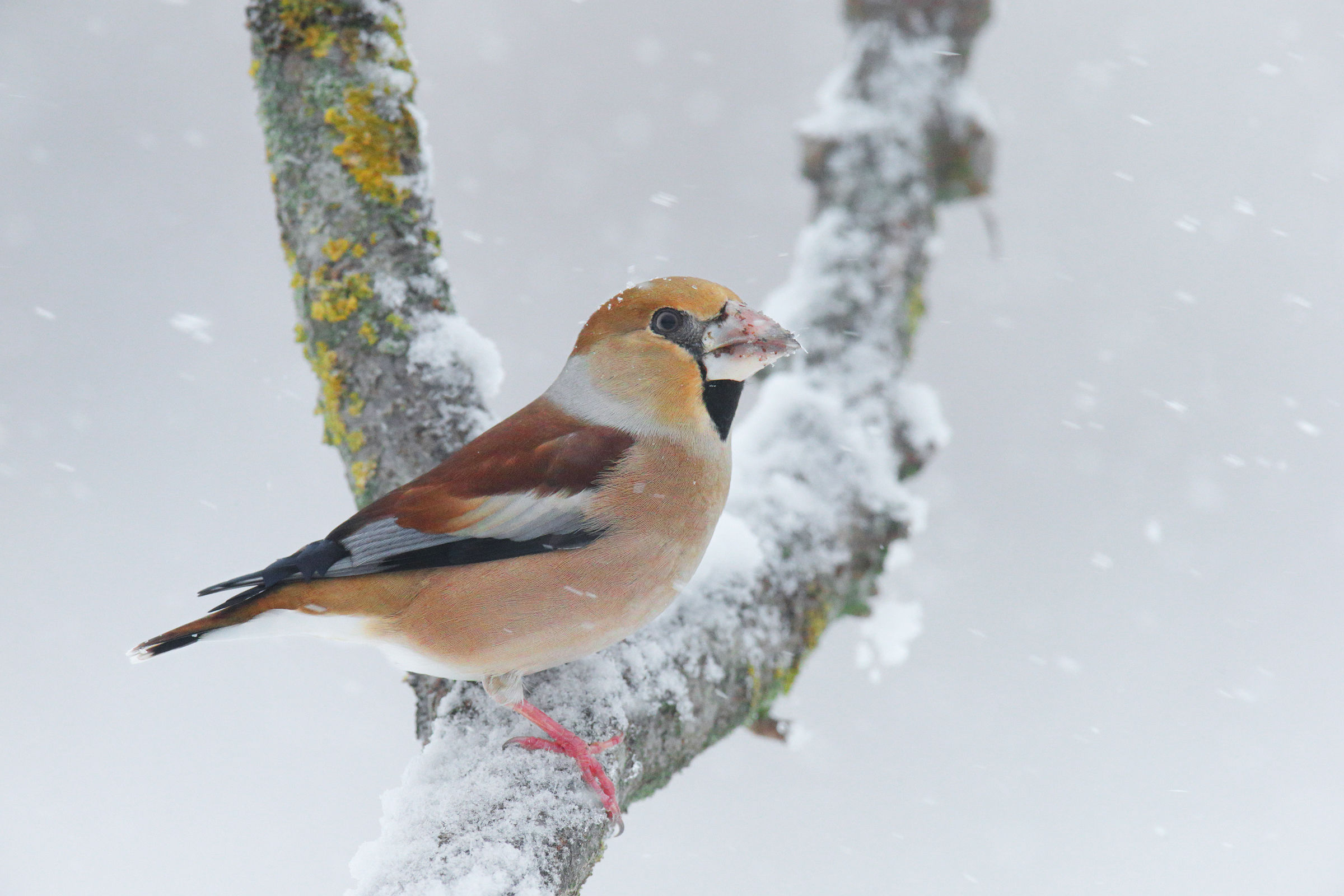 Hawfinch