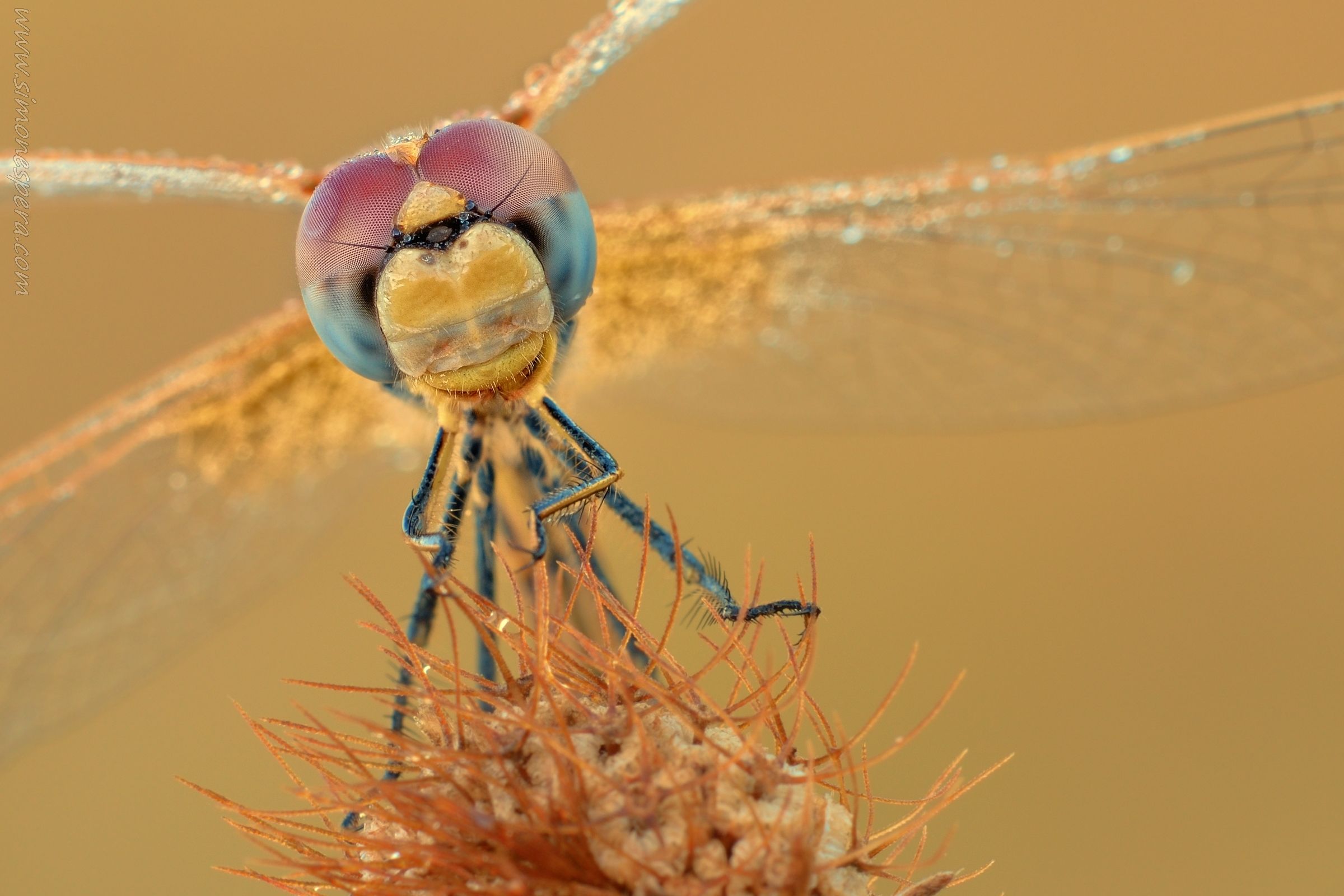 Fonscolombii portrait ....
