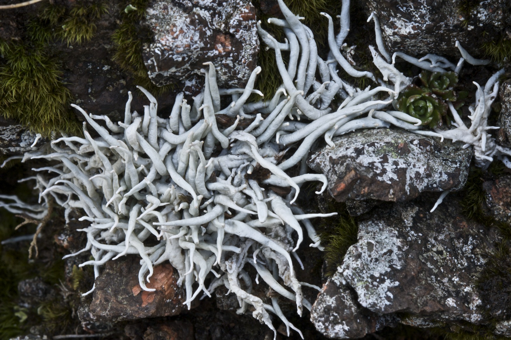 Thamnolia vermicularis