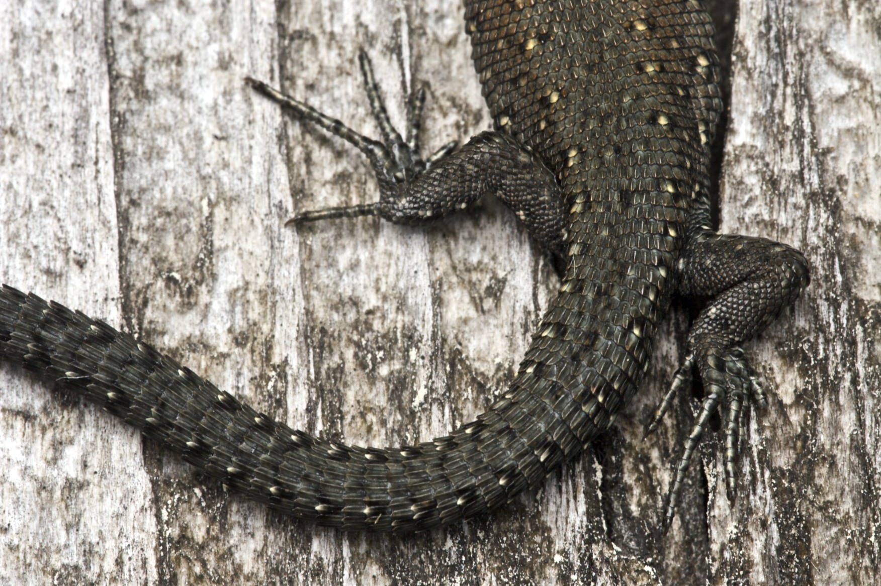 Zootoca viviparous (Close up)