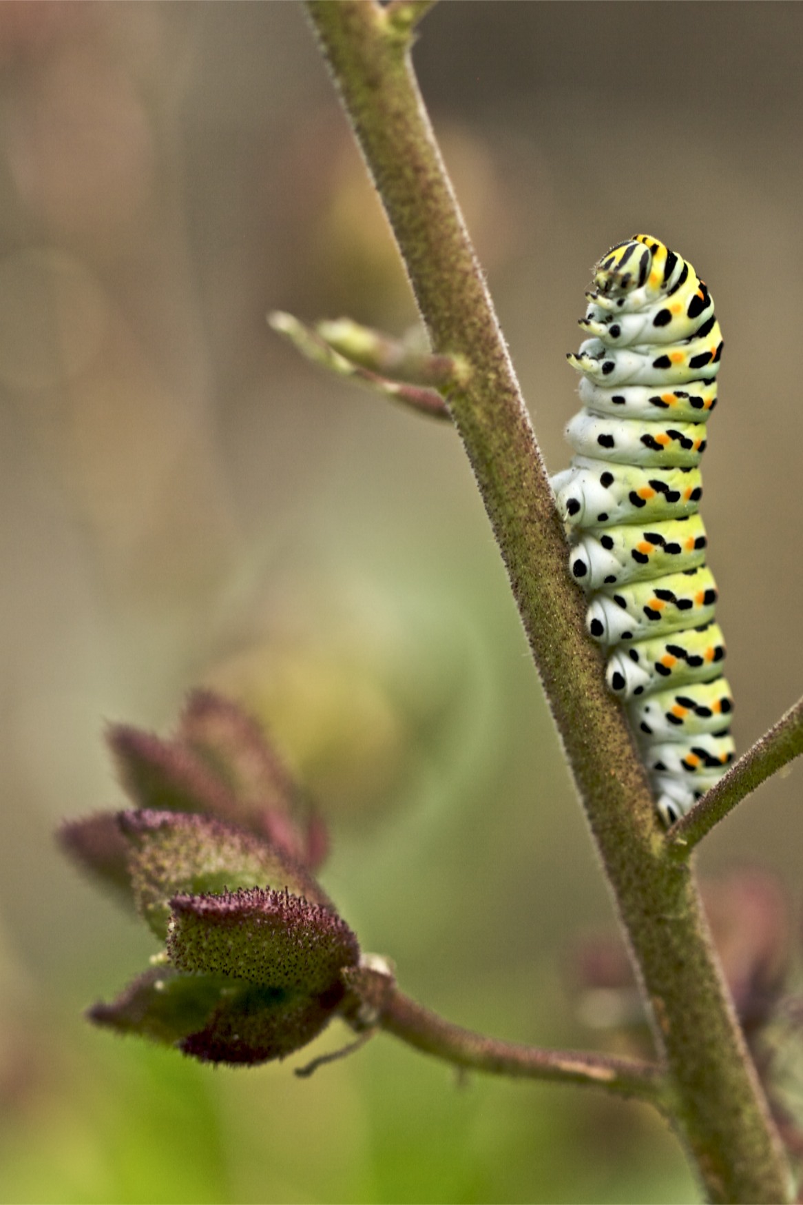 Papilio machaon (larva)
